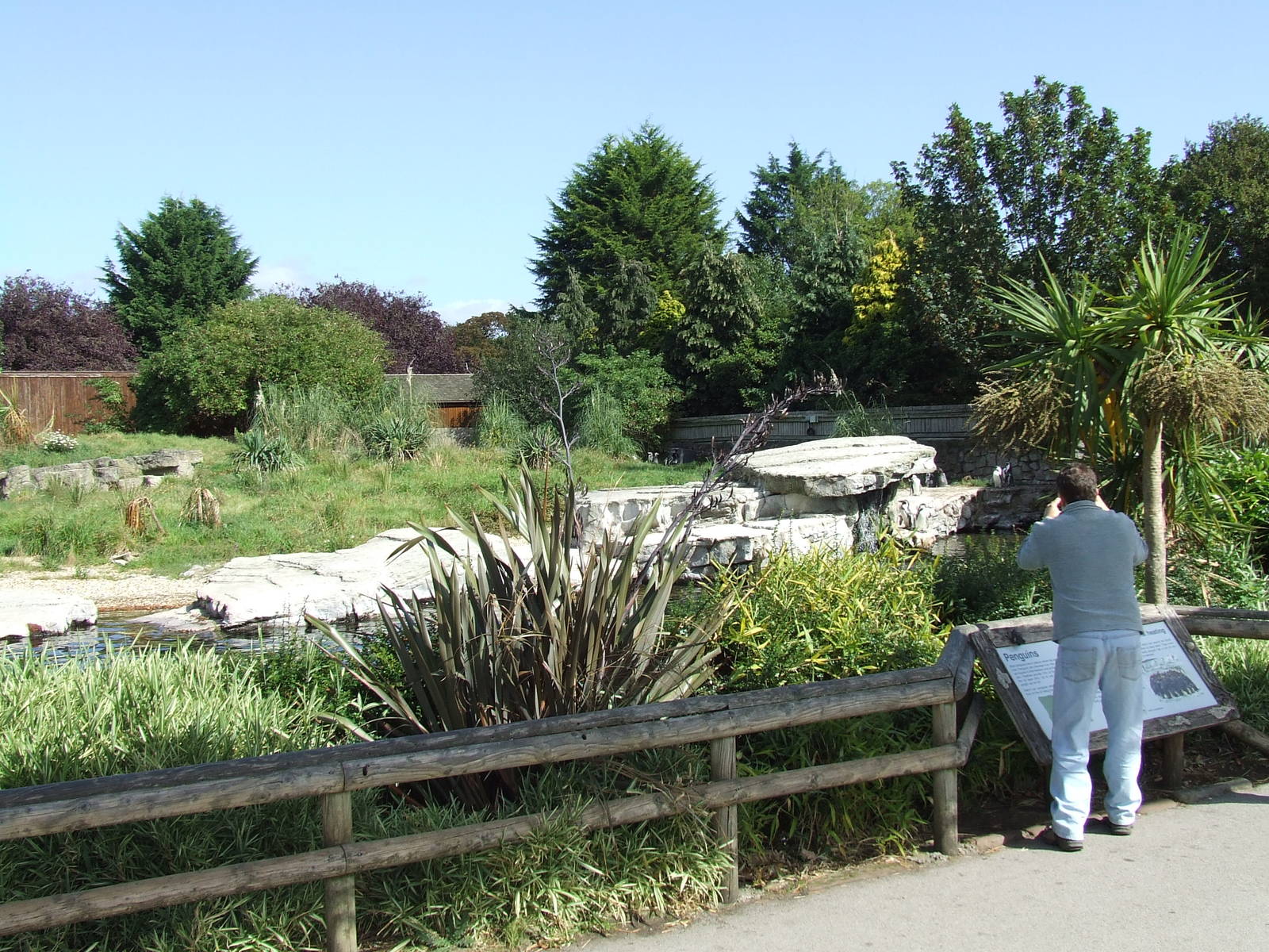Humboldt Penguin enclosure