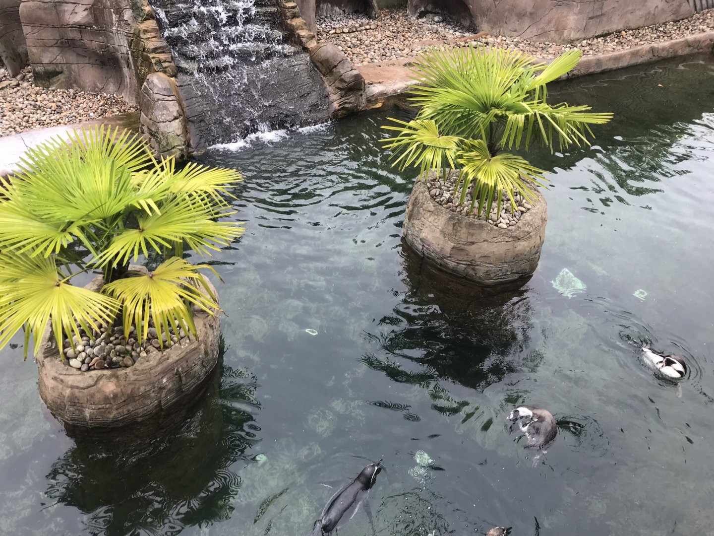 Humboldt penguin exhibit 050819