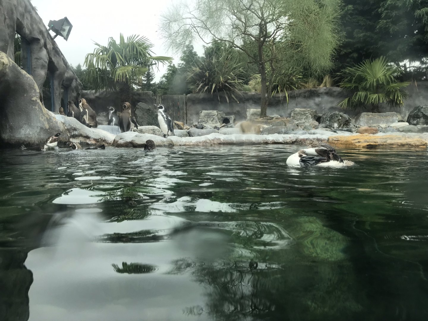 Humboldt penguin exhibit 050819