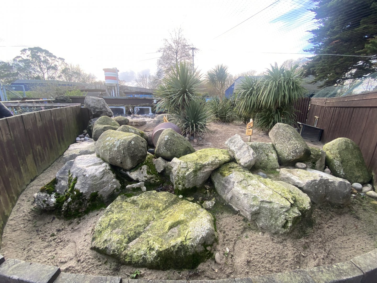 Humboldt penguin exhibit 060125