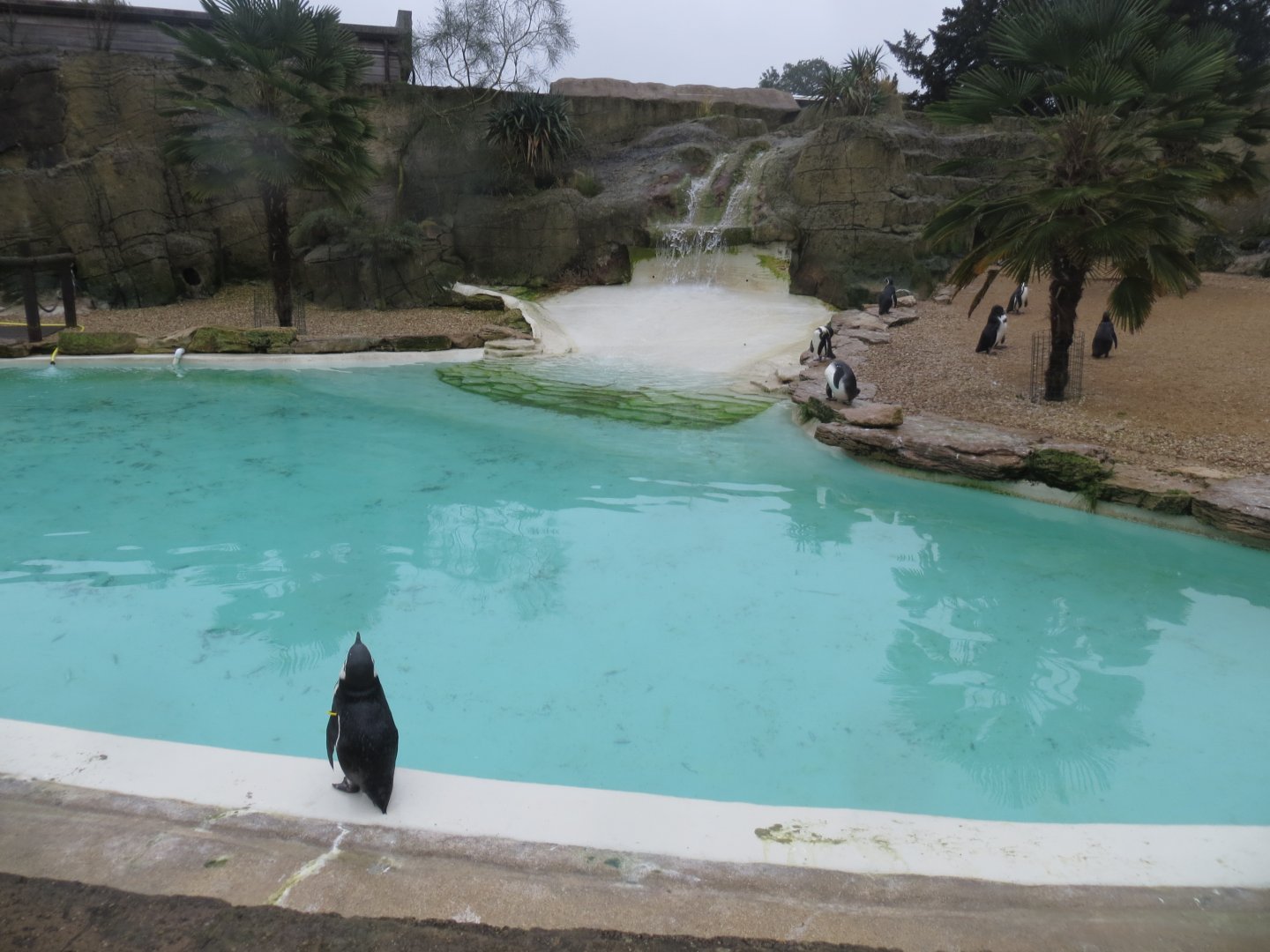 Humboldt penguin exhibit 071019