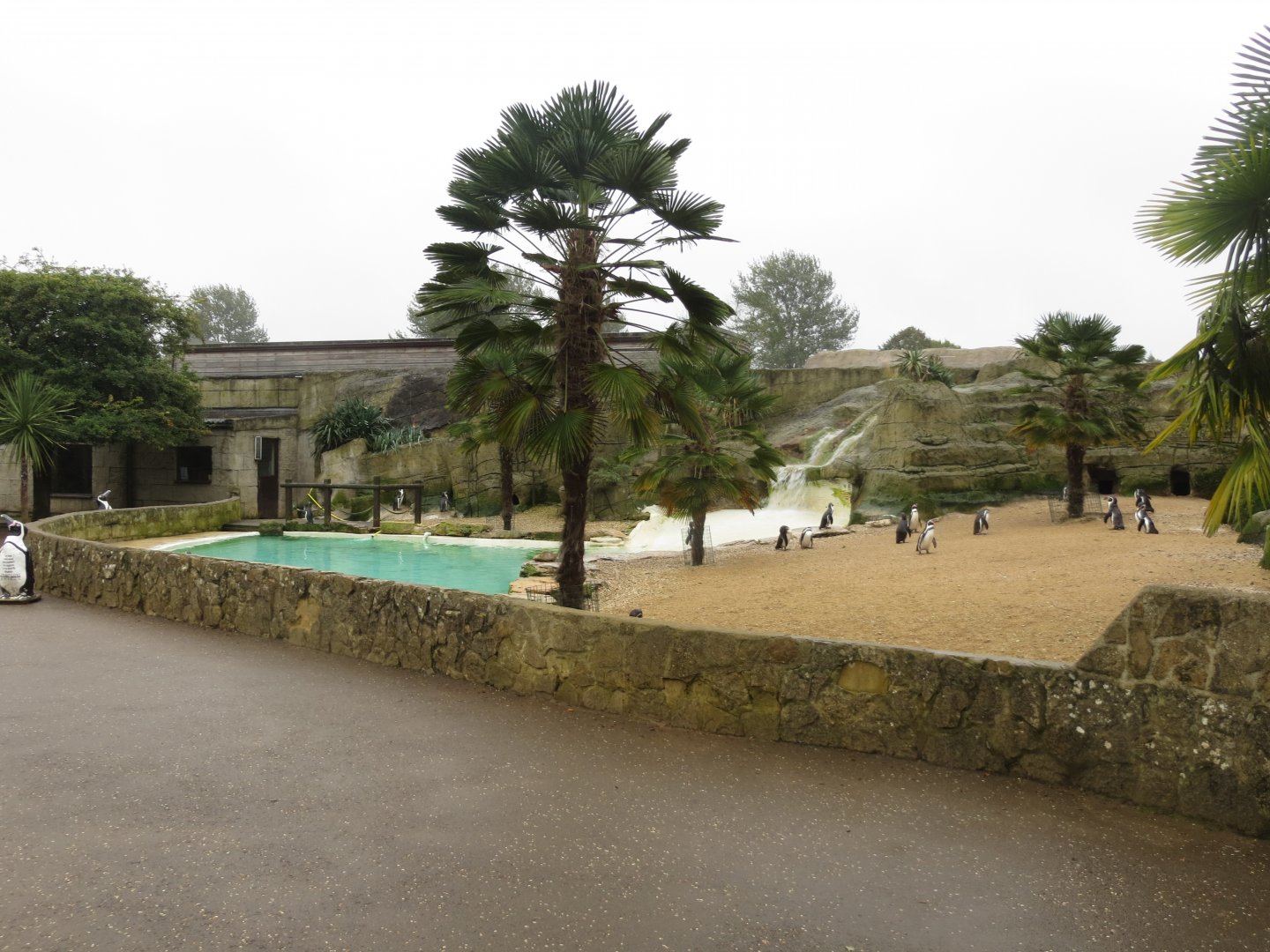 Humboldt penguin exhibit 071019