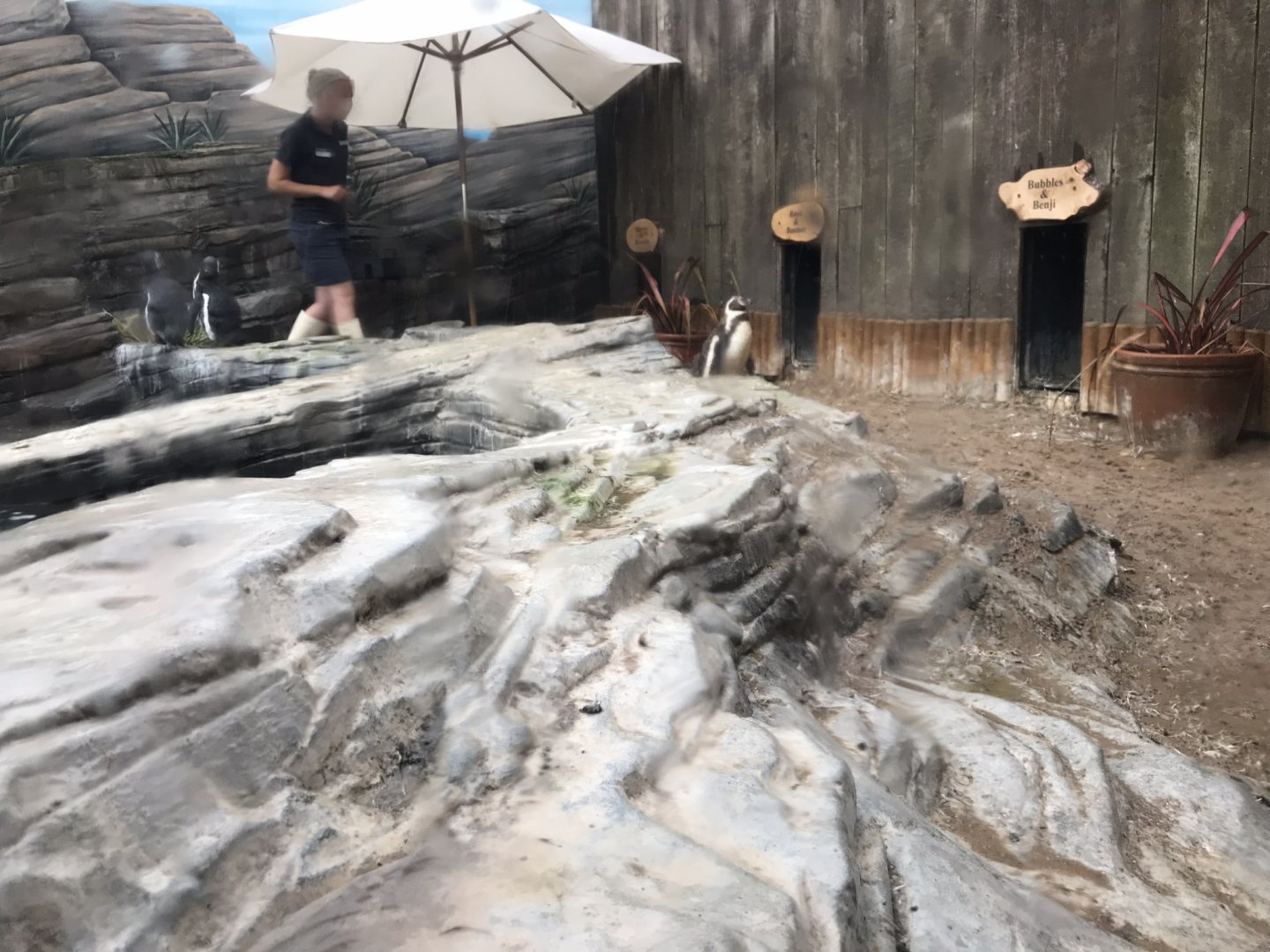 Humboldt penguin exhibit 090818