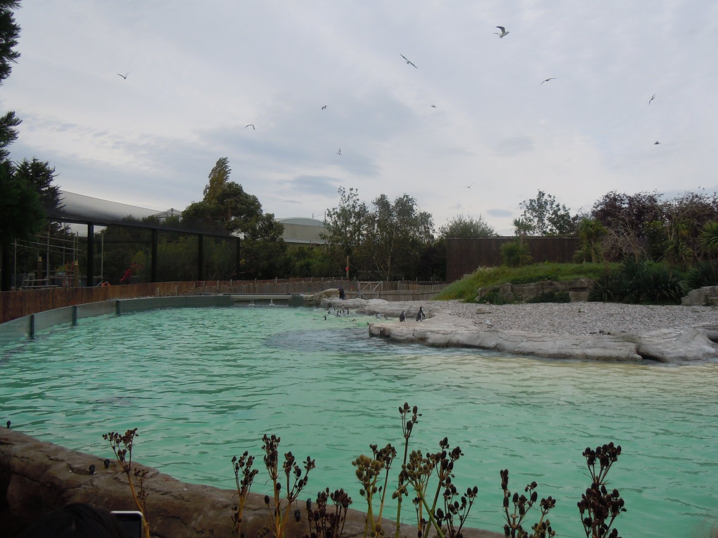 Humboldt penguin exhibit 110920