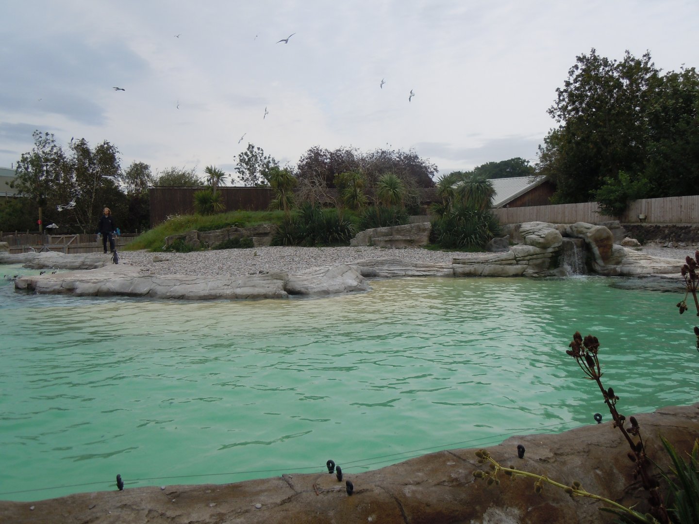 Humboldt penguin exhibit 110920