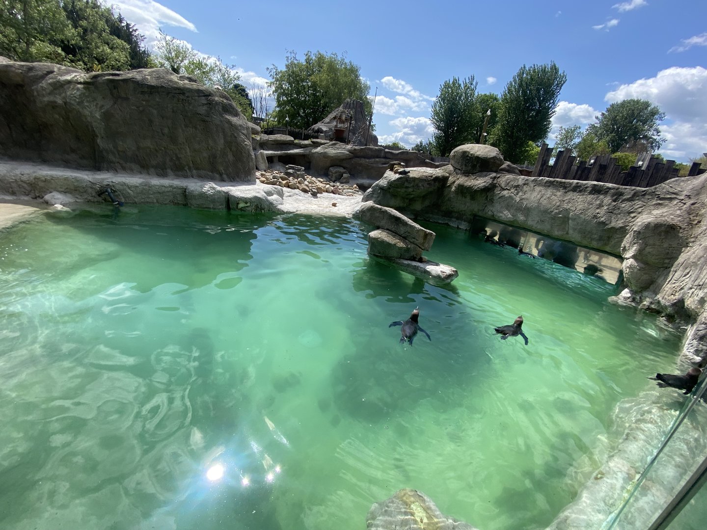 Humboldt penguin exhibit 150523