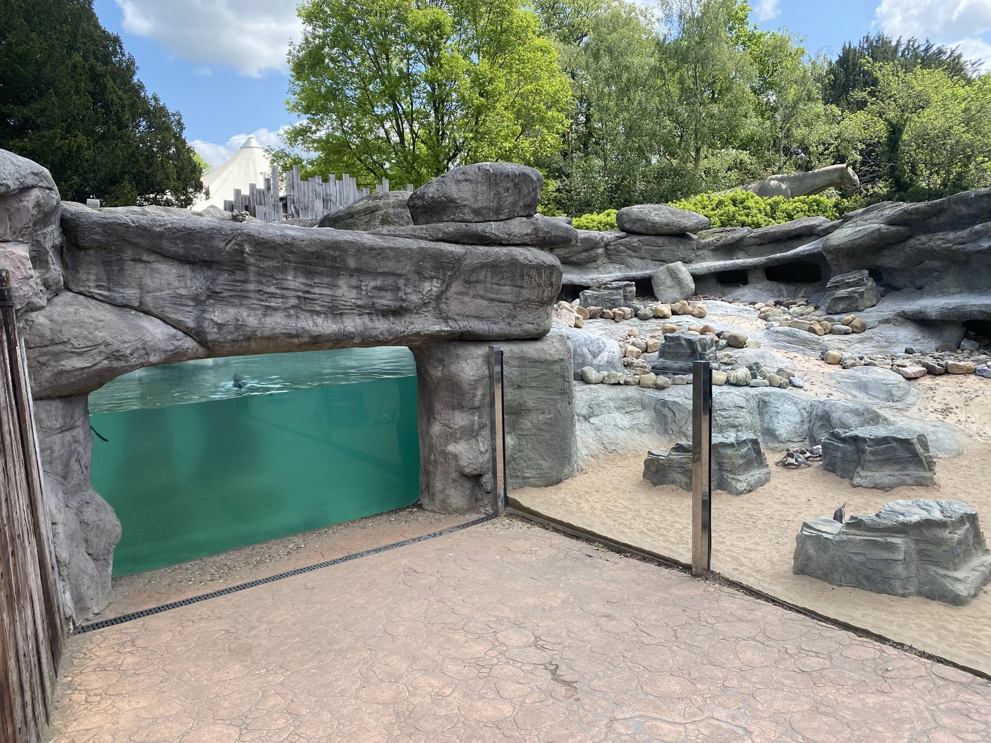 Humboldt penguin exhibit 150523
