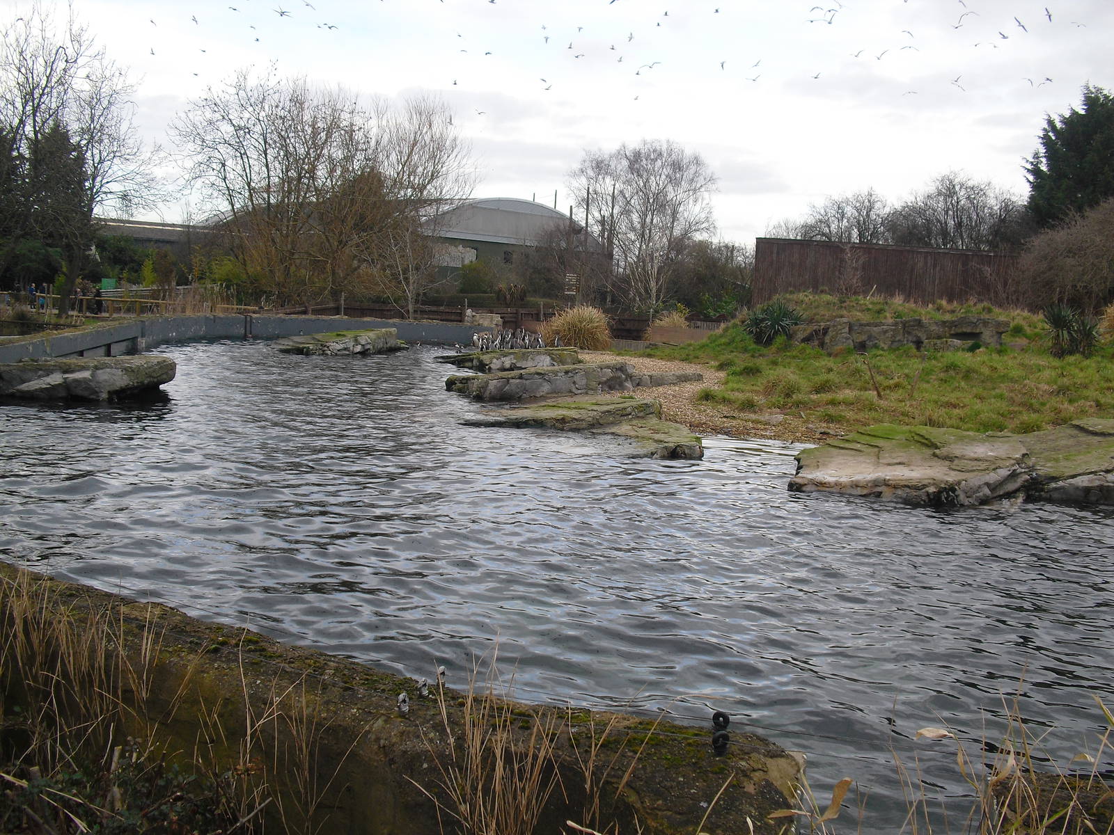 Humboldt Penguin Exhibit - 16/02/2011