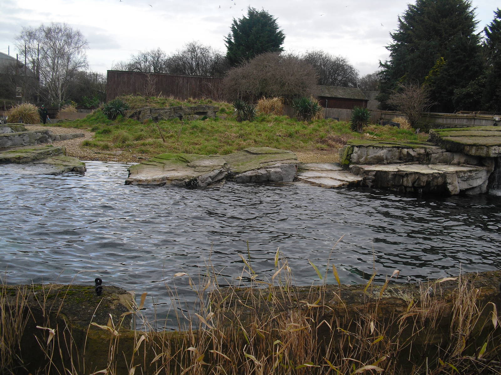 Humboldt Penguin Exhibit - 16/02/2011
