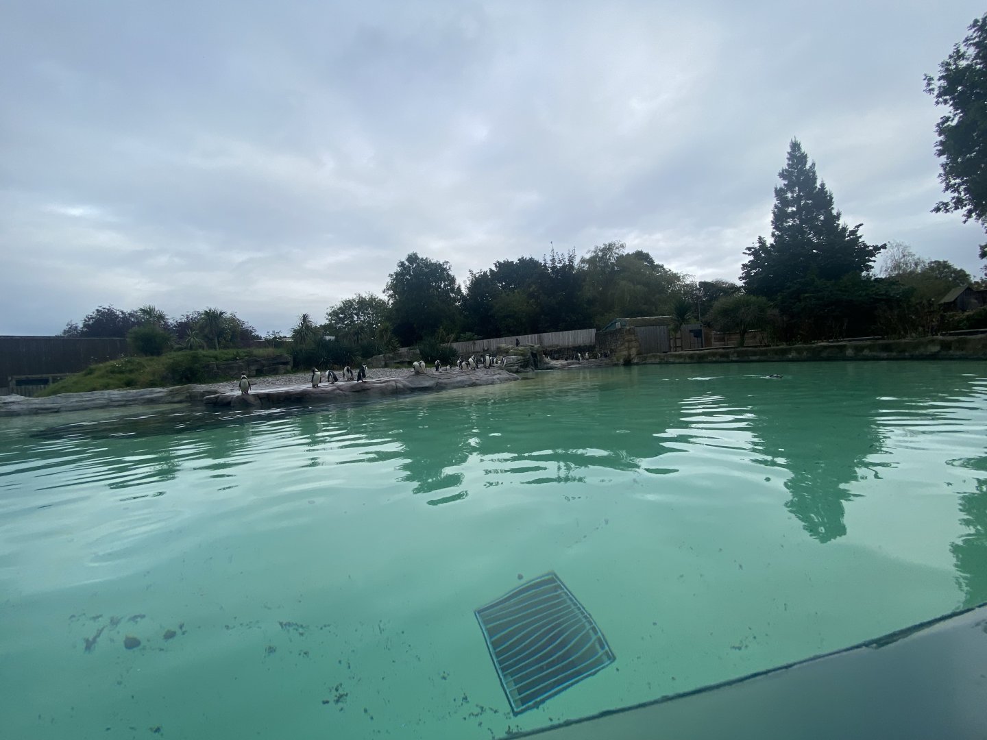 Humboldt penguin exhibit 181021