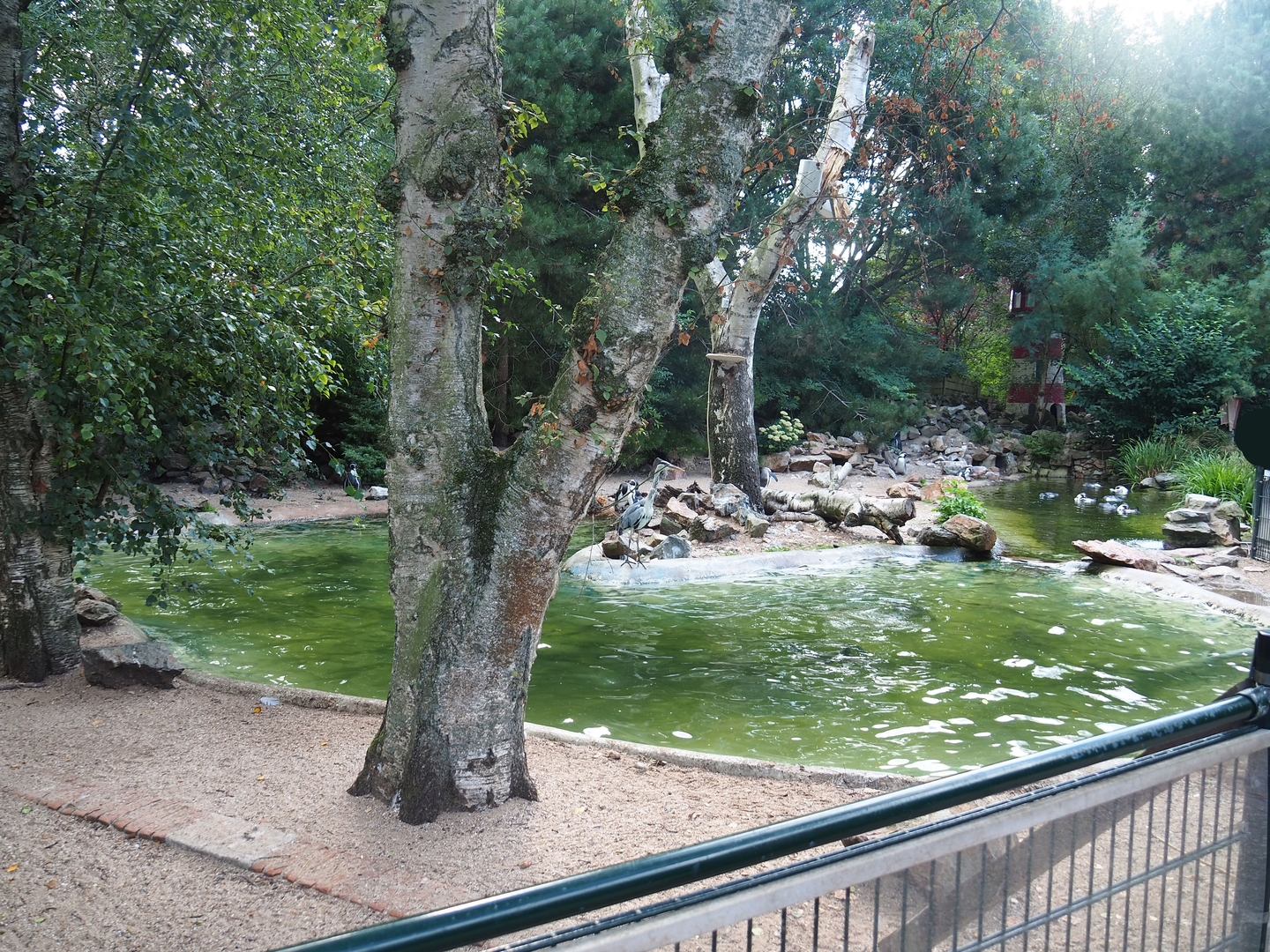 Humboldt penguin exhibit, 2022-08-28