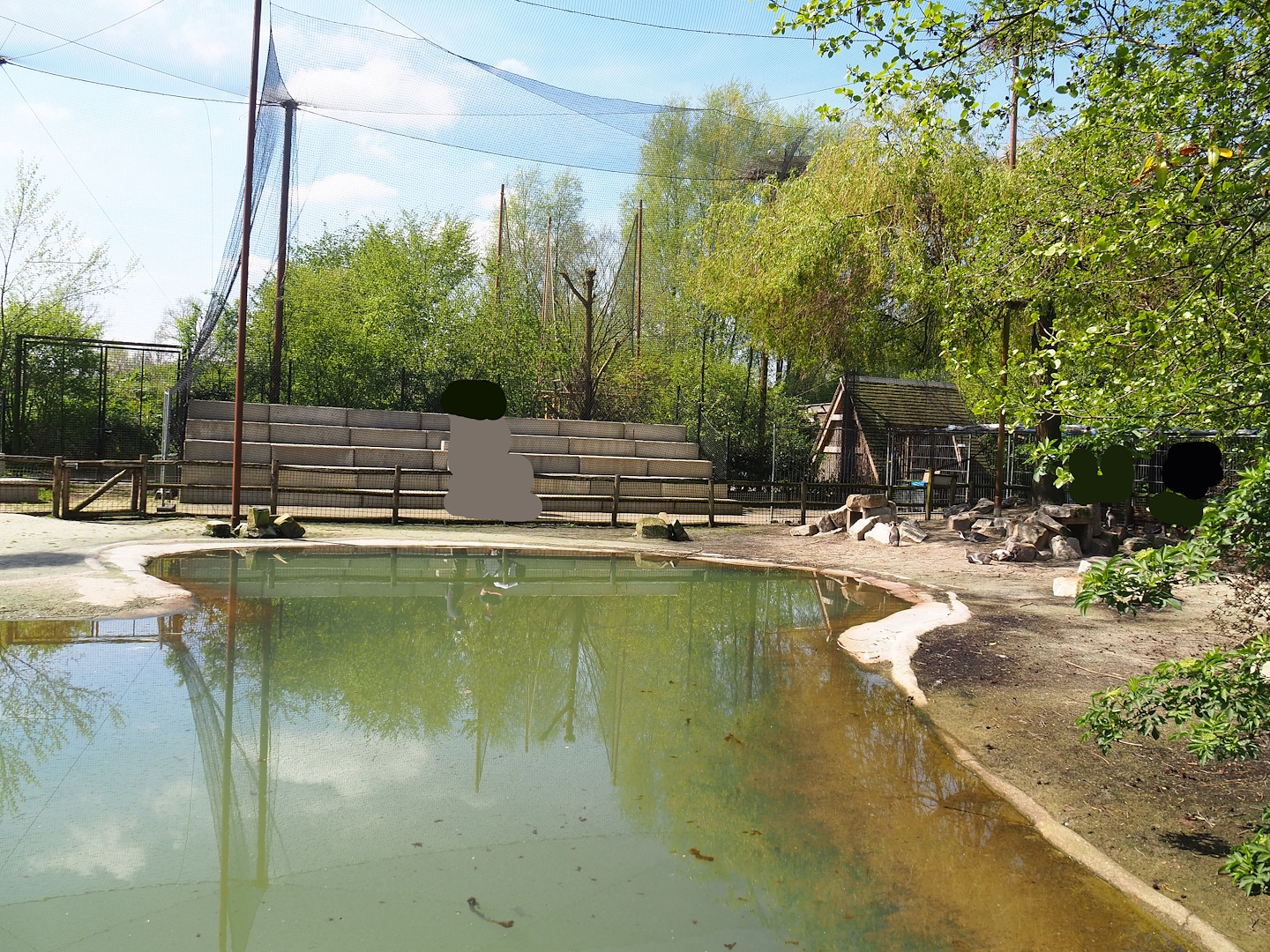 Humboldt penguin exhibit, 2023-04-30