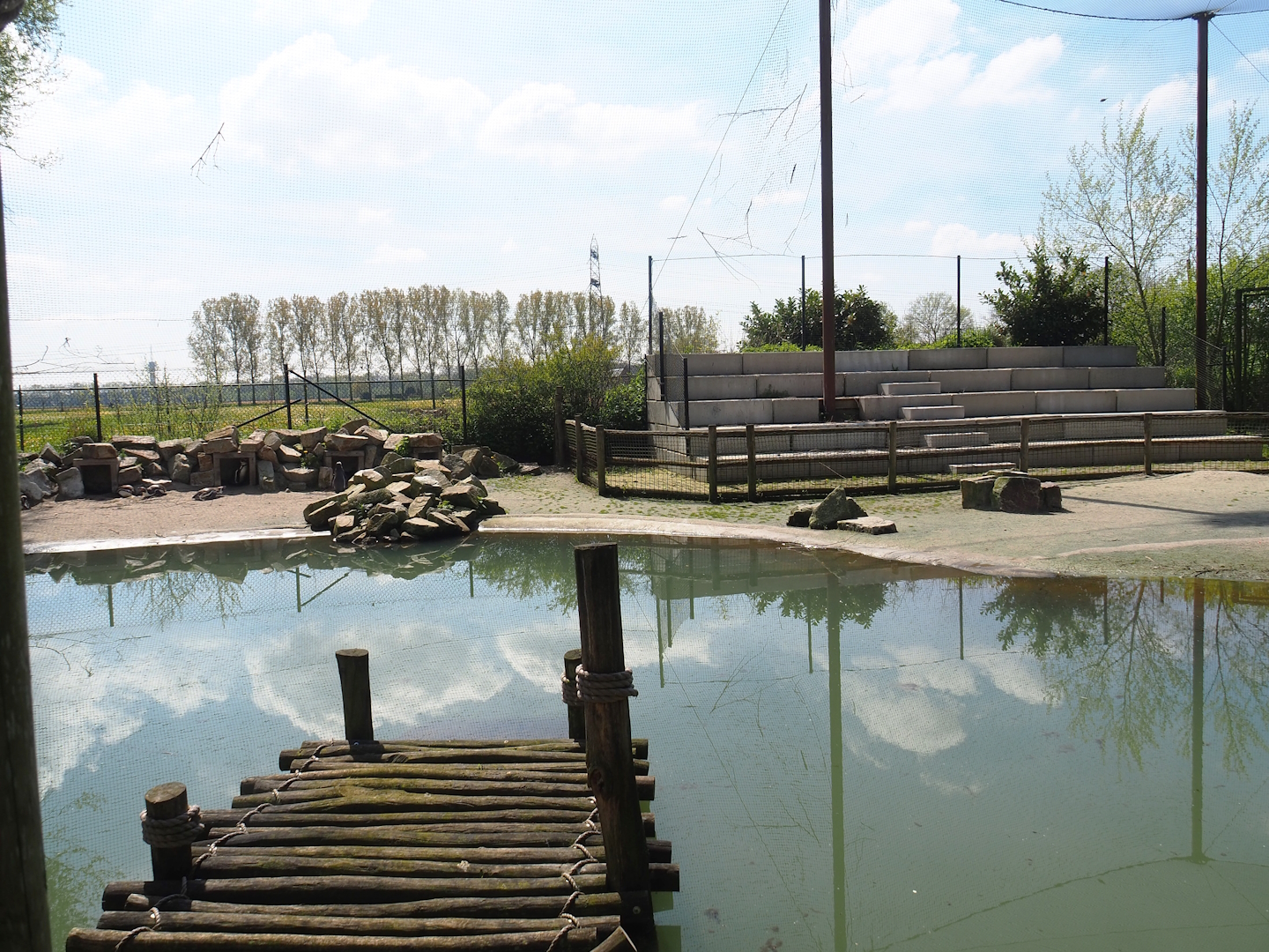 Humboldt penguin exhibit, 2023-04-30