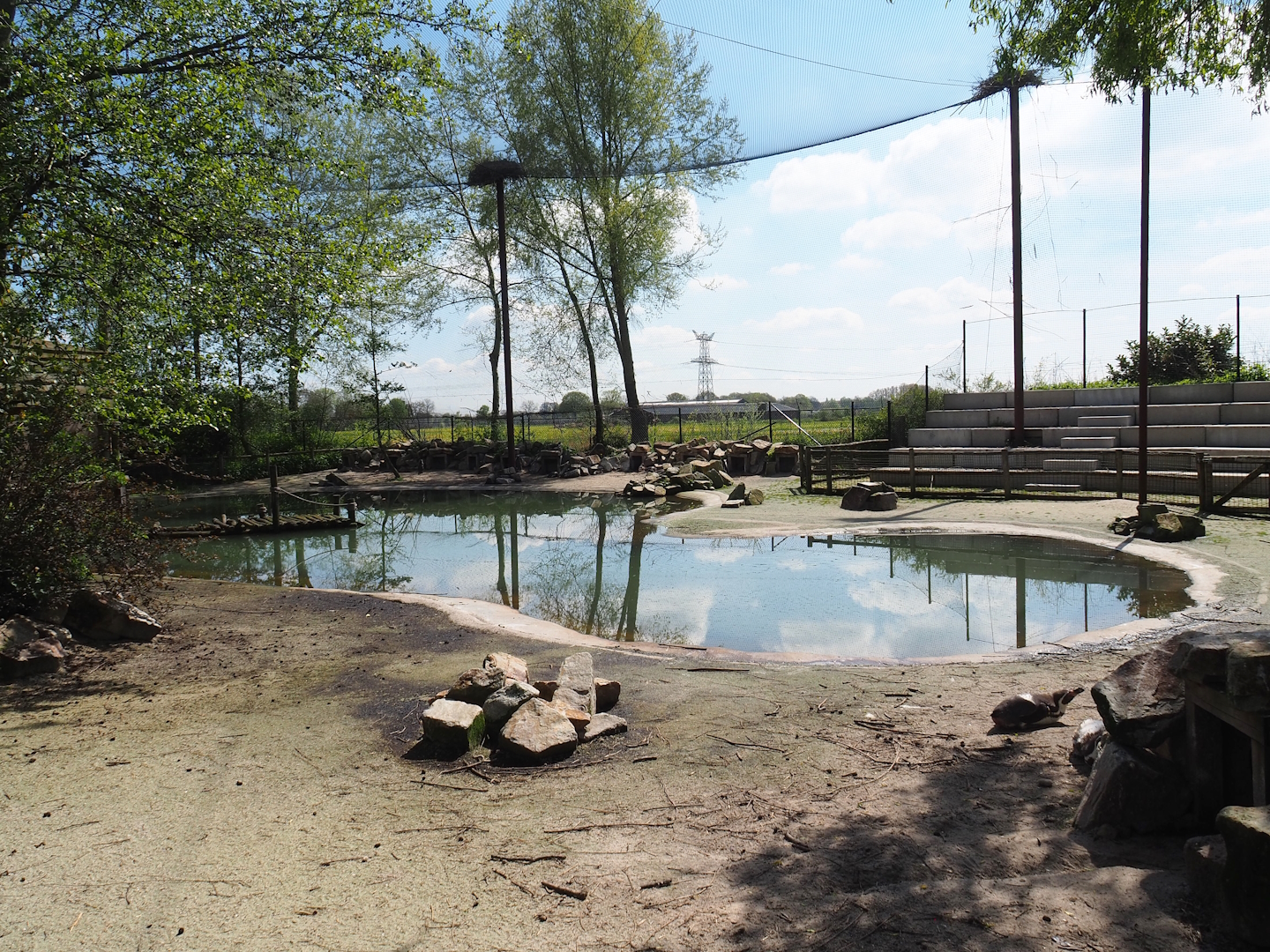 Humboldt penguin exhibit, 2023-04-30