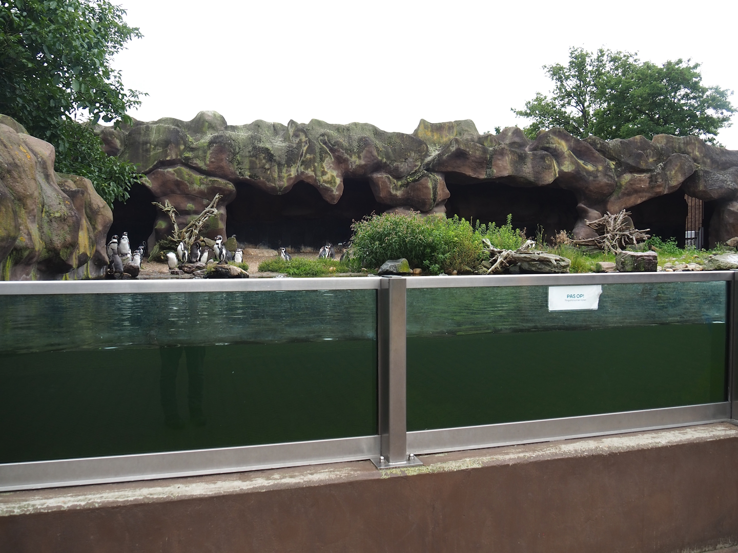 Humboldt penguin exhibit, 2023-08-17