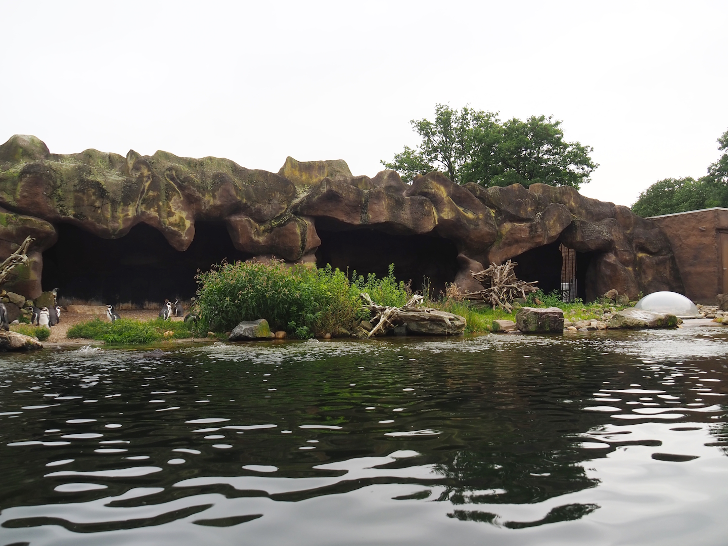 Humboldt penguin exhibit, 2023-08-17