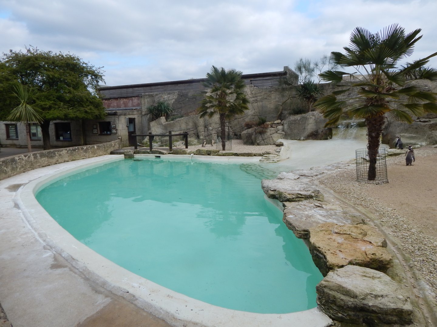 Humboldt penguin exhibit 210421