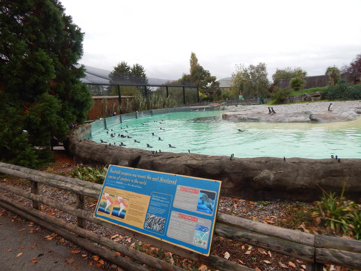 Humboldt penguin exhibit 221022
