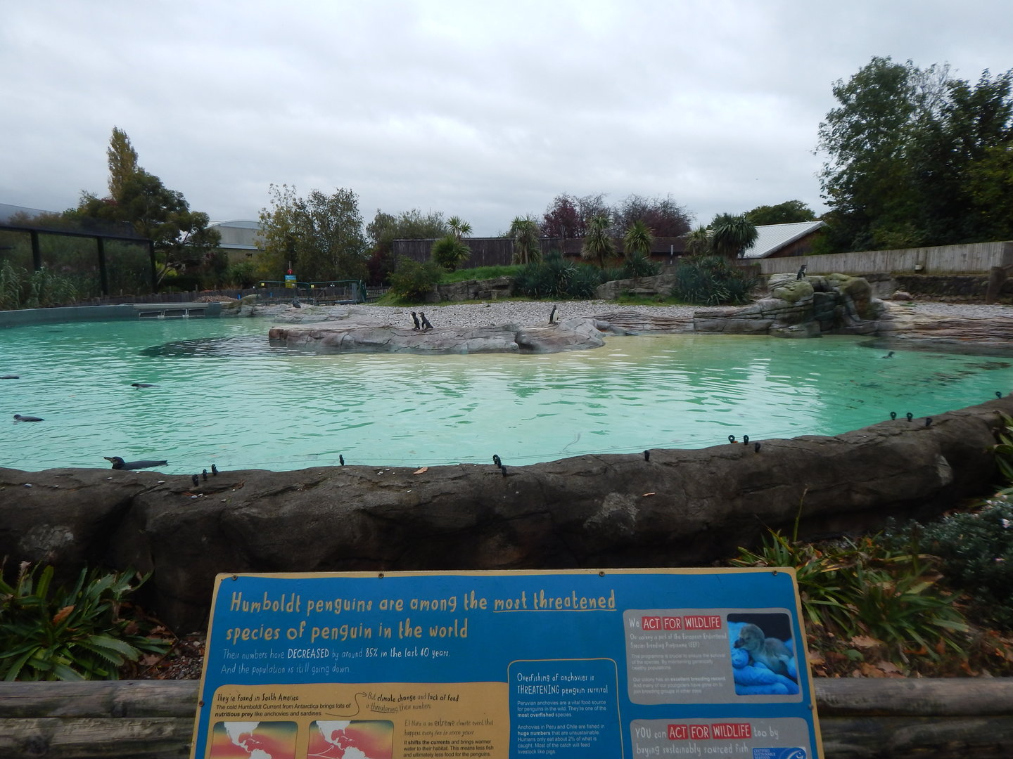 Humboldt penguin exhibit 221022