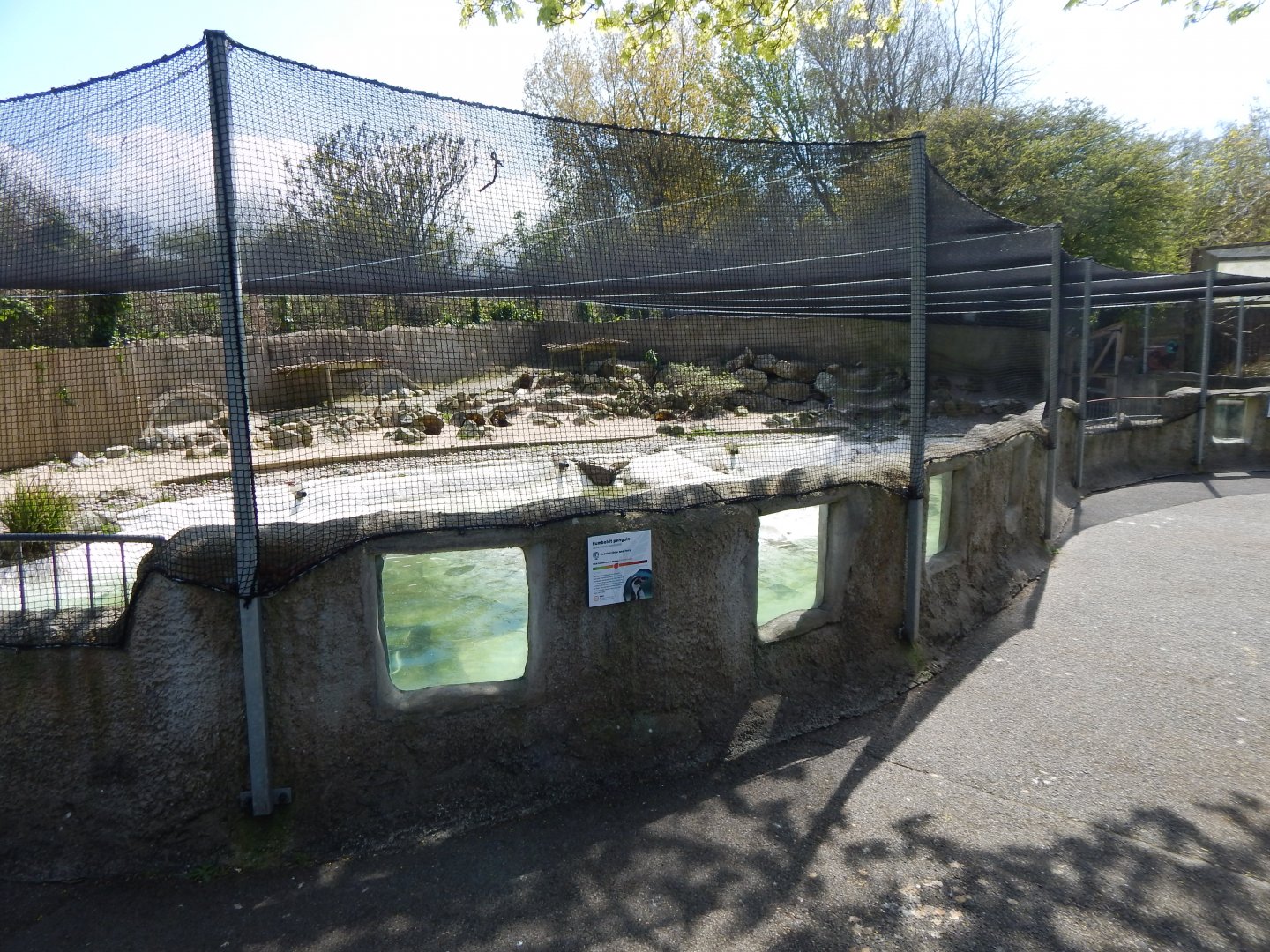 Humboldt penguin exhibit 240424