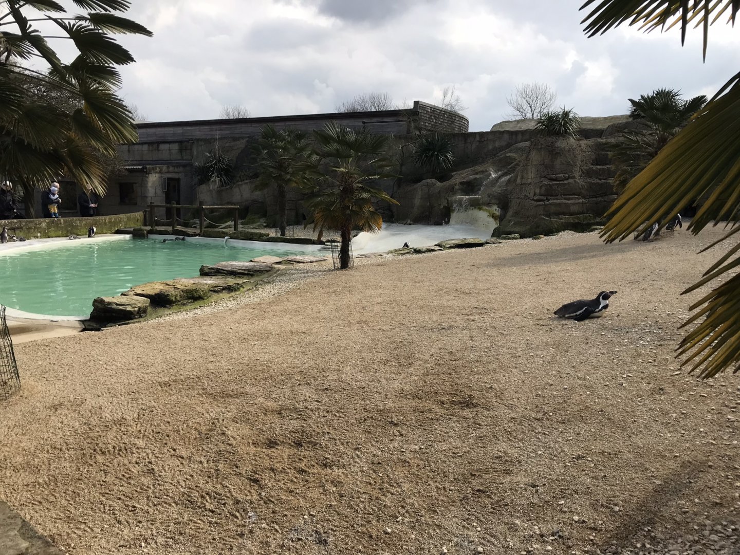 Humboldt penguin exhibit 250318