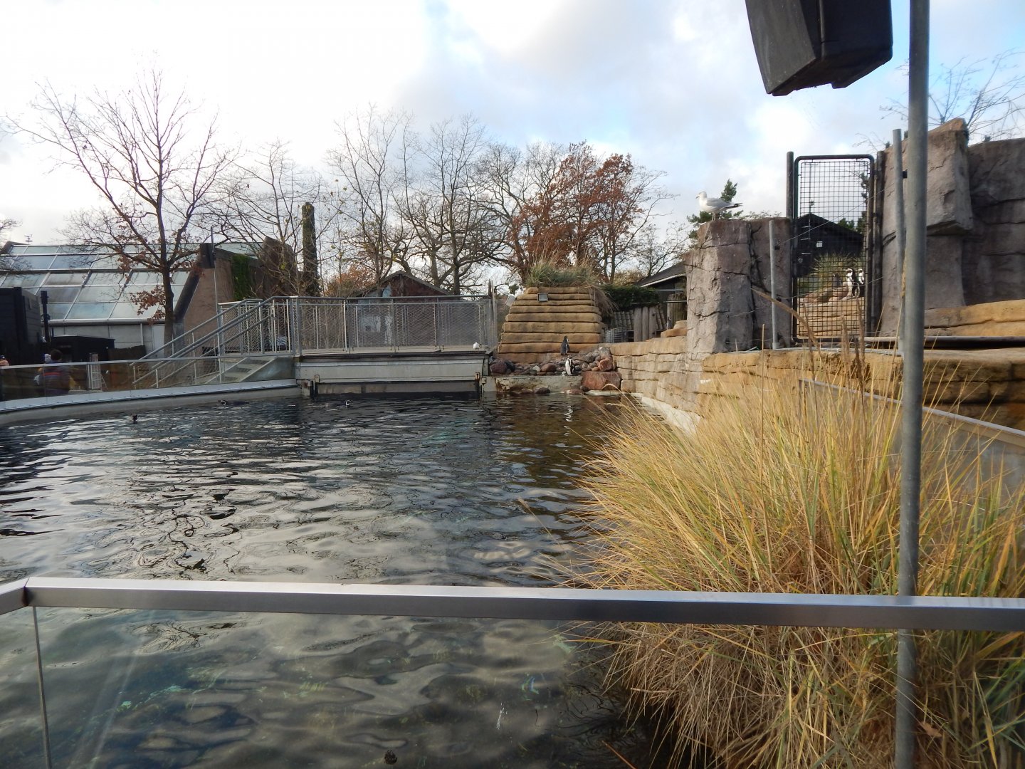 Humboldt penguin exhibit 261124