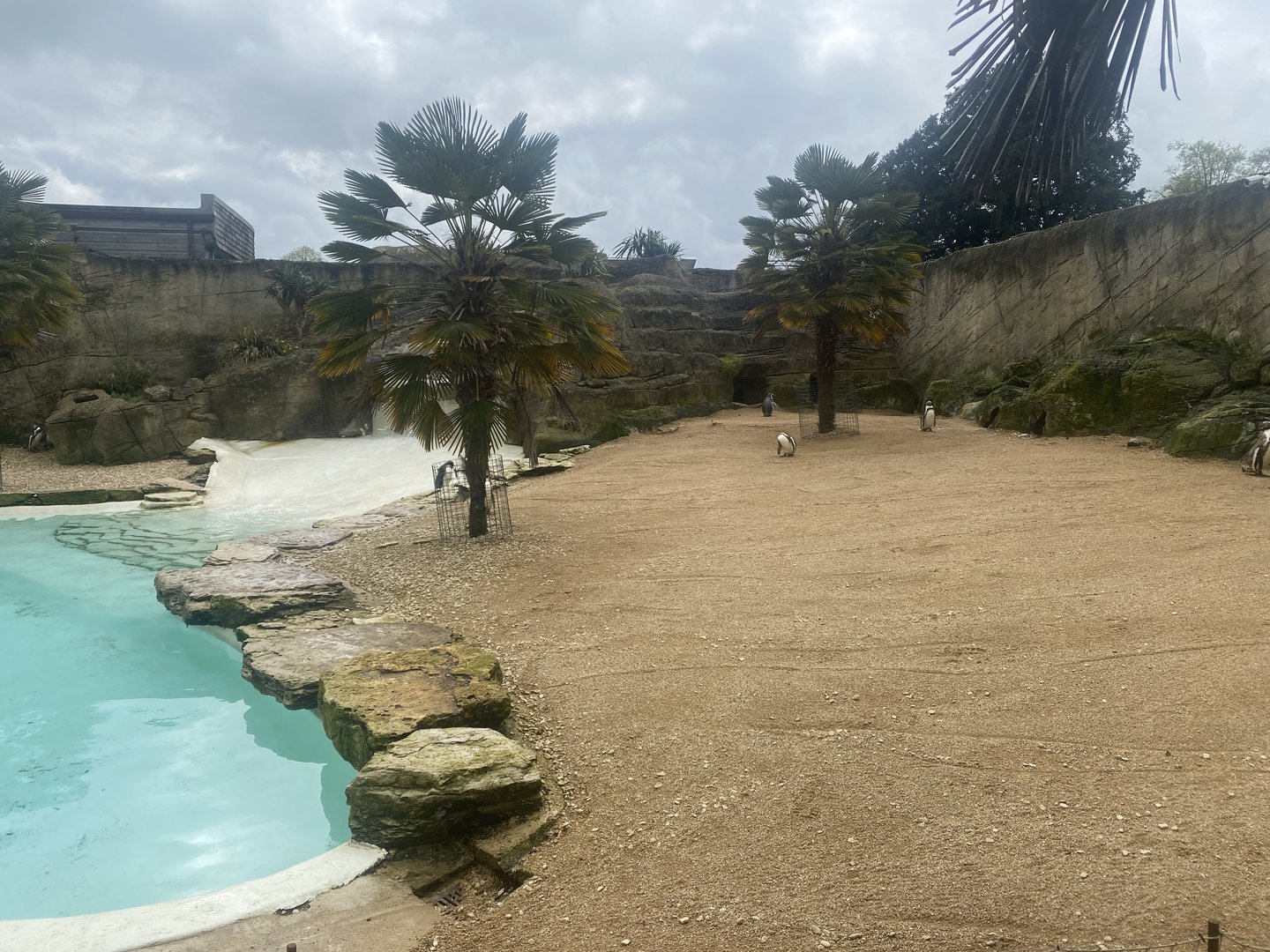 Humboldt Penguin exhibit 280423