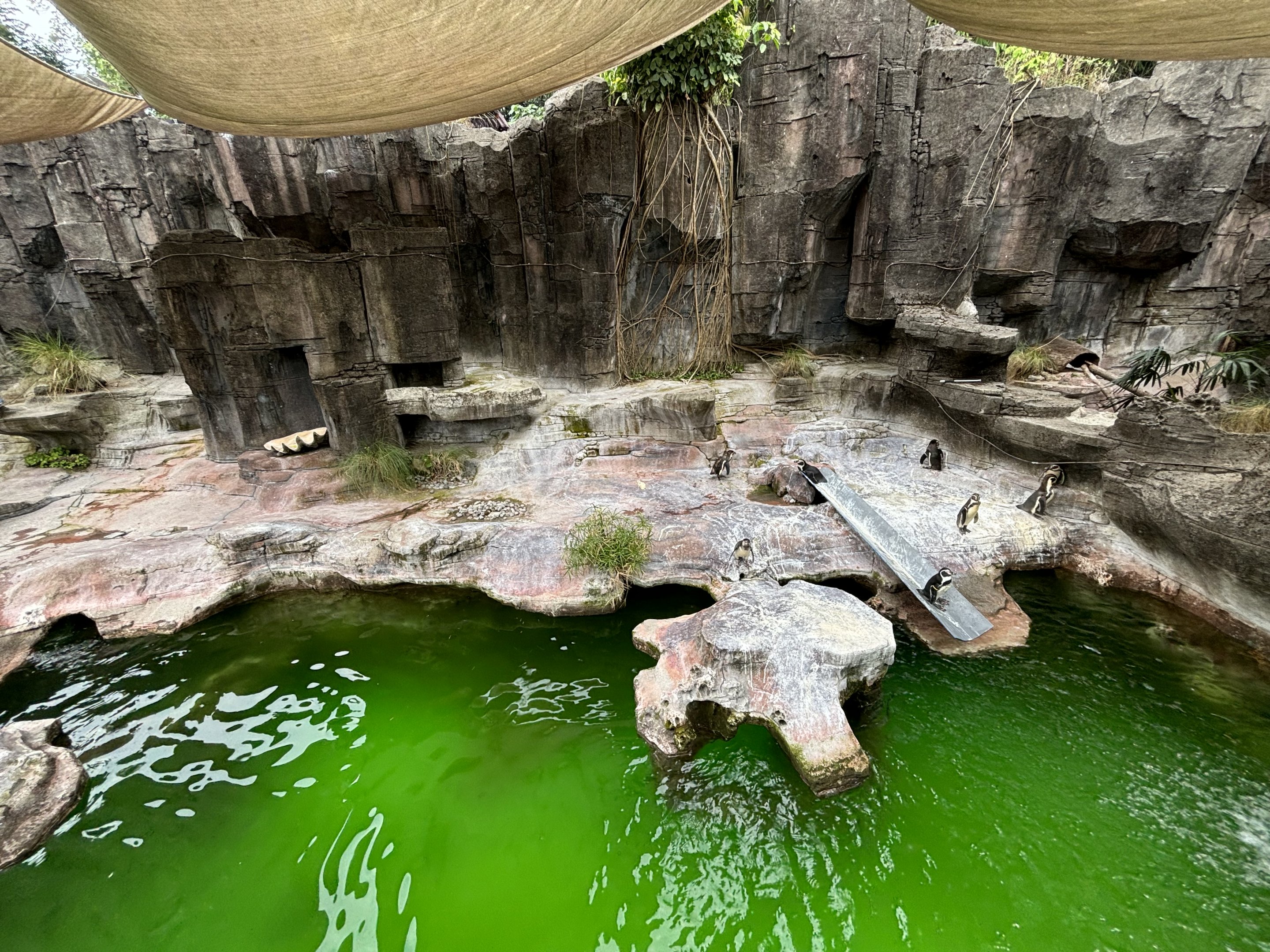 Humboldt Penguin Exhibit - Aquatic Land