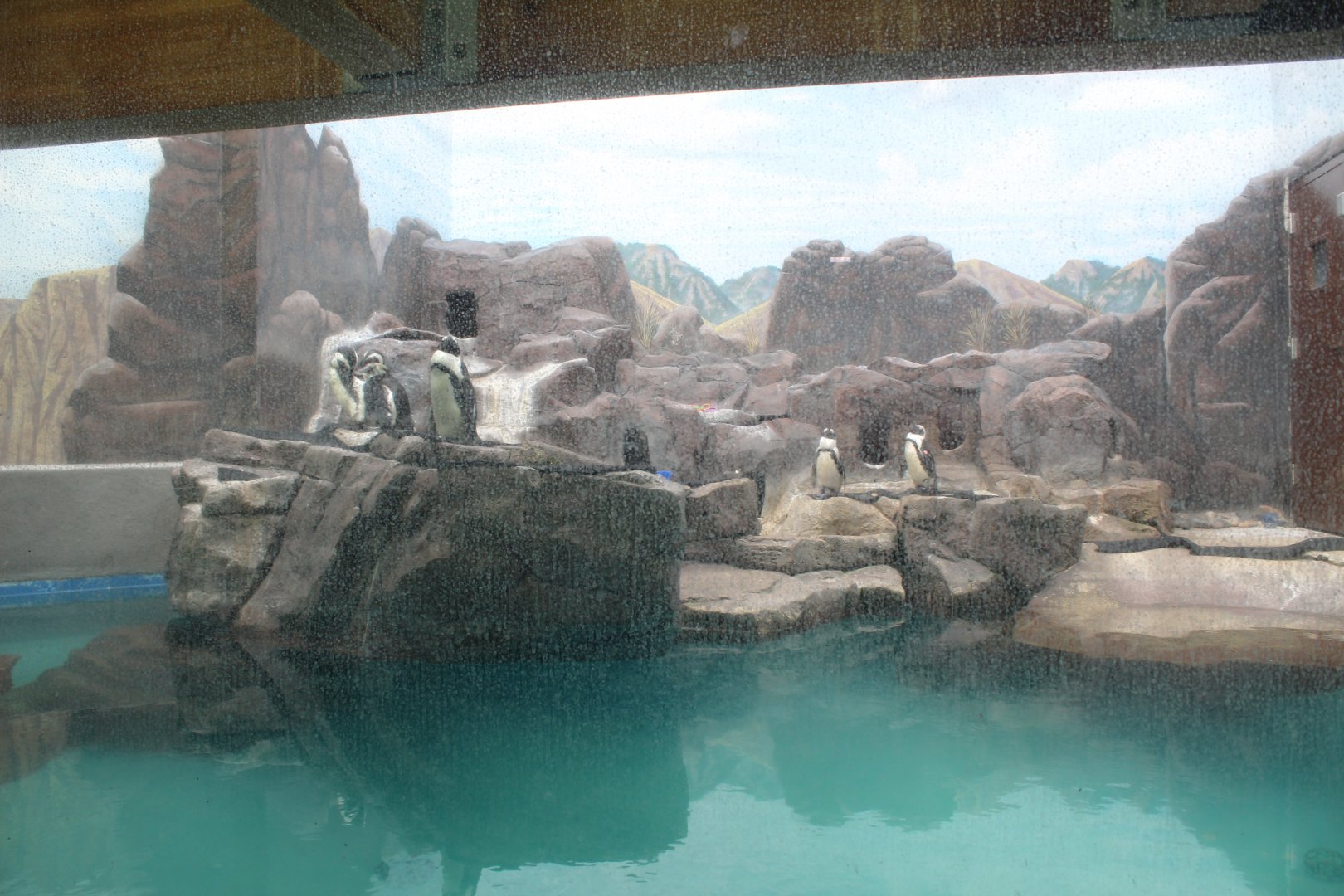 Humboldt Penguin Exhibit - Aquatics Building