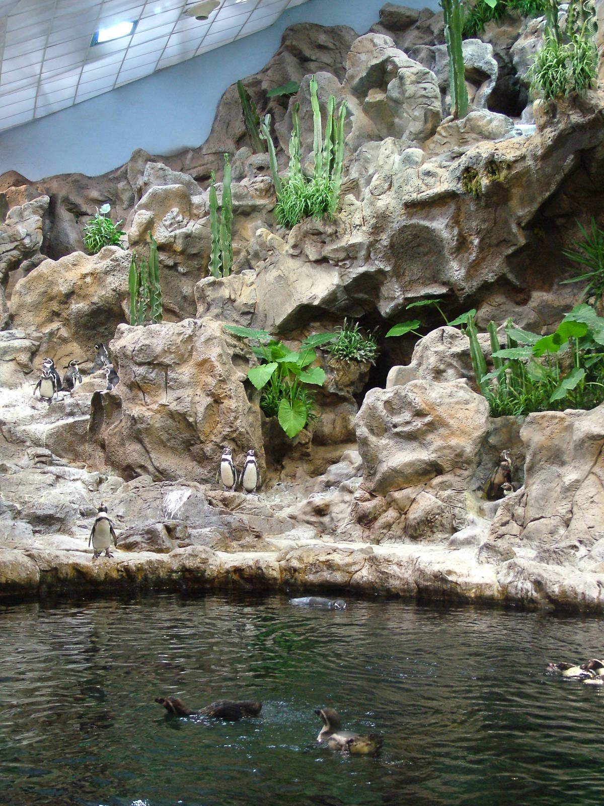 Humboldt Penguin Exhibit at Loro Parque, 08/11/10