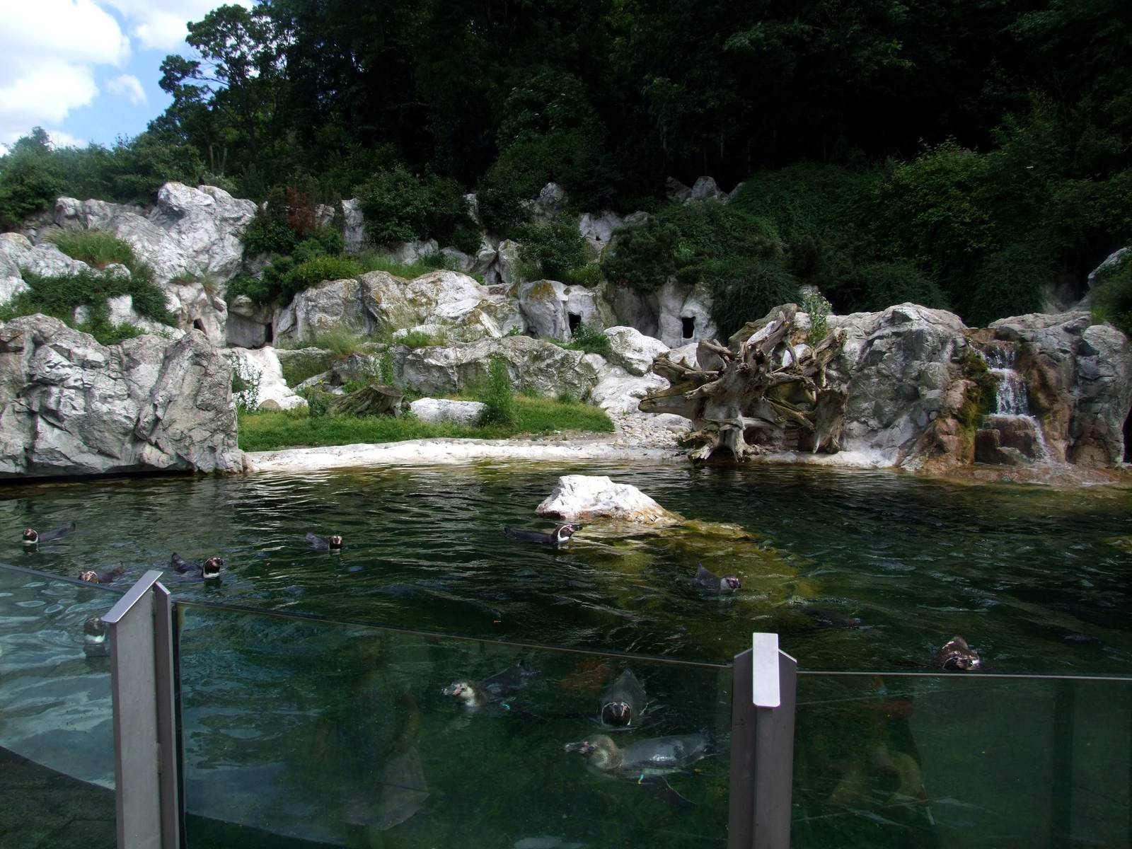 Humboldt Penguin Exhibit at Vienna, 14/06/13