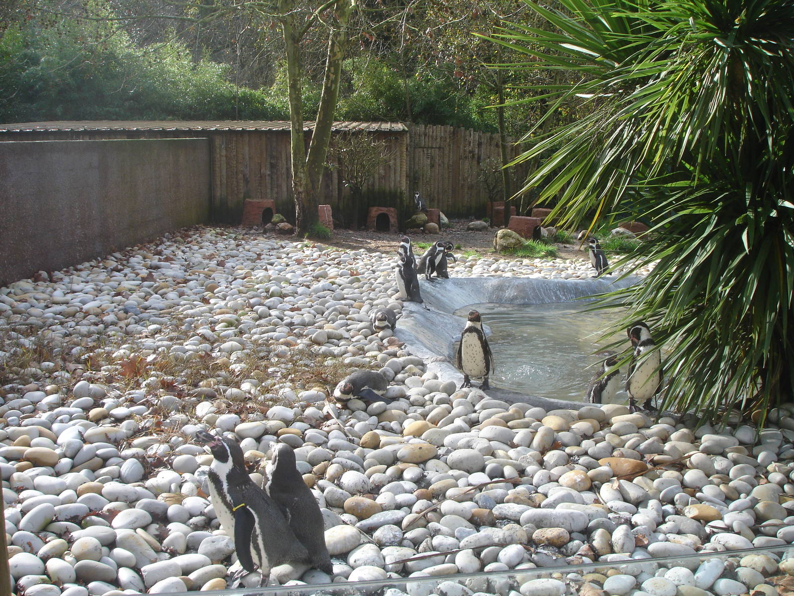 Humboldt Penguin Exhibit at Zoo Santo Inacio, 30/12/12