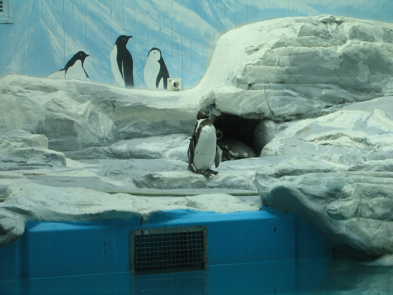 Humboldt Penguin exhibit - Beijing Zoo