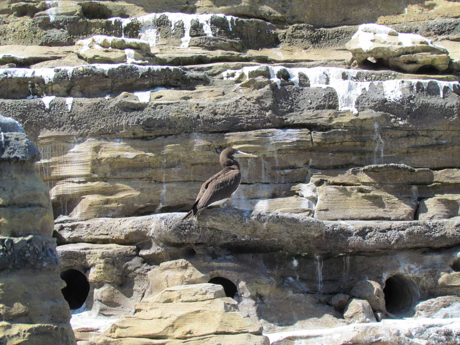 Humboldt Penguin Exhibit - Brown Booby