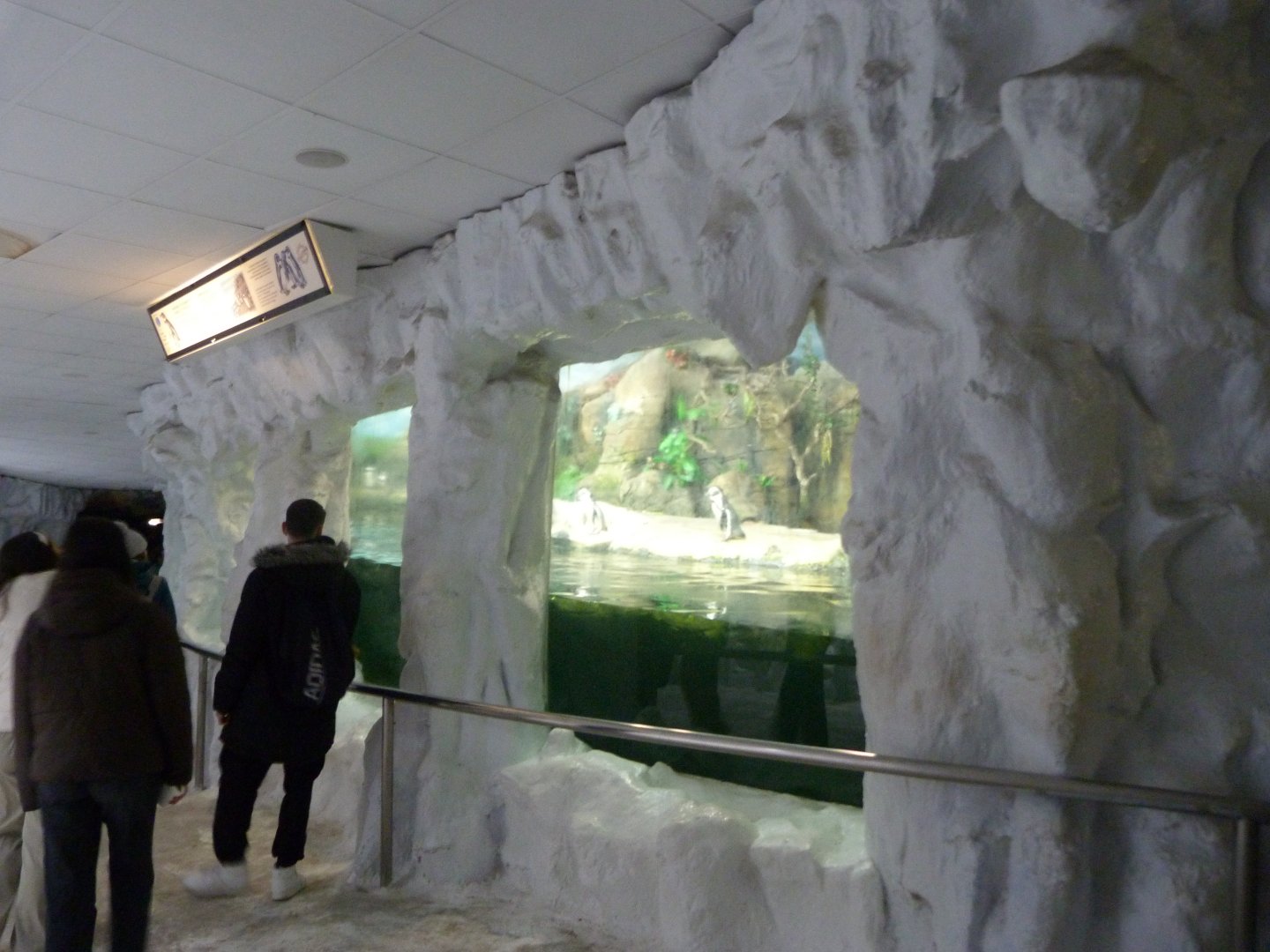 Humboldt penguin exhibit -Faunia (2025)