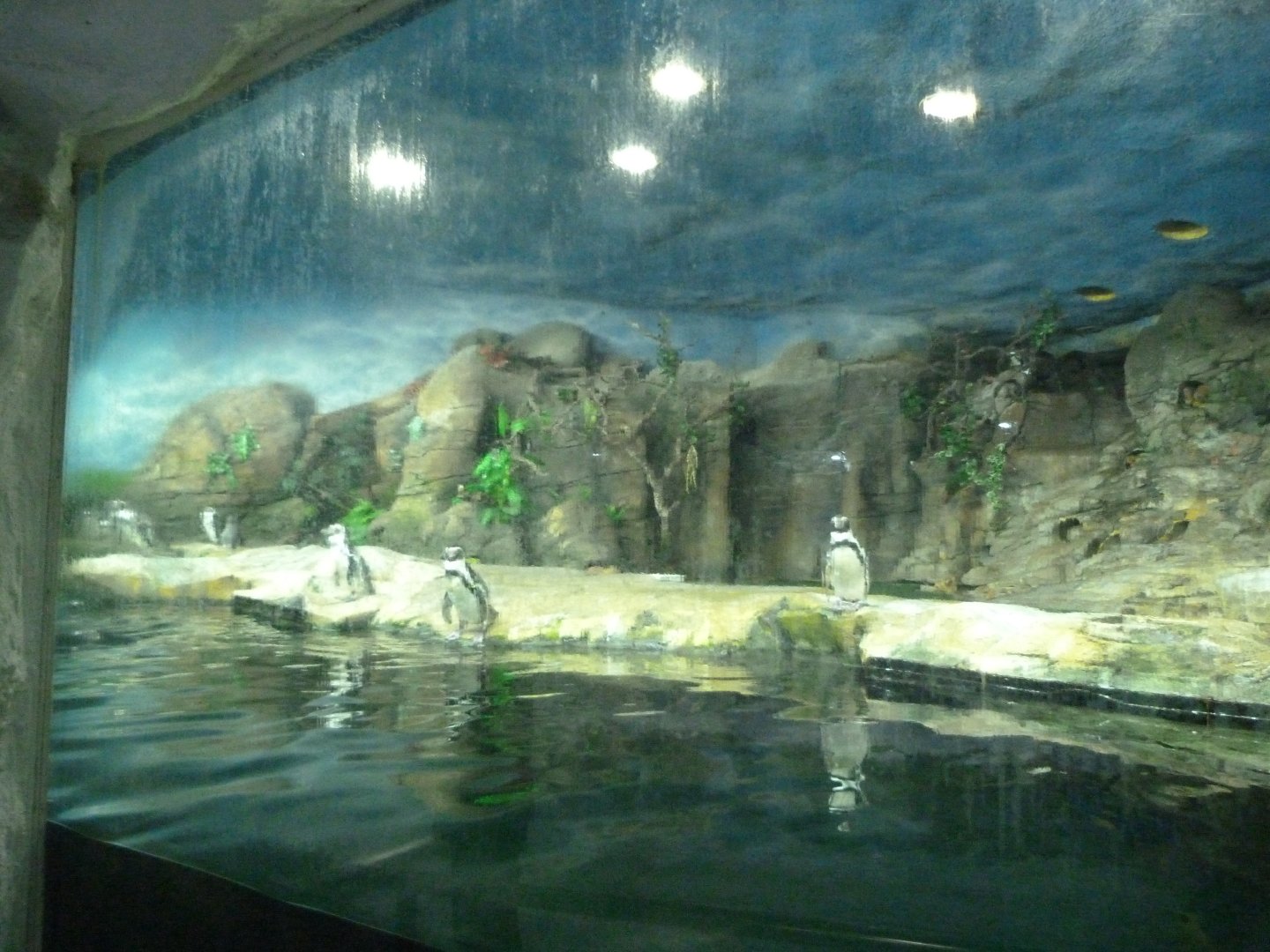 Humboldt penguin exhibit -Faunia (2025)