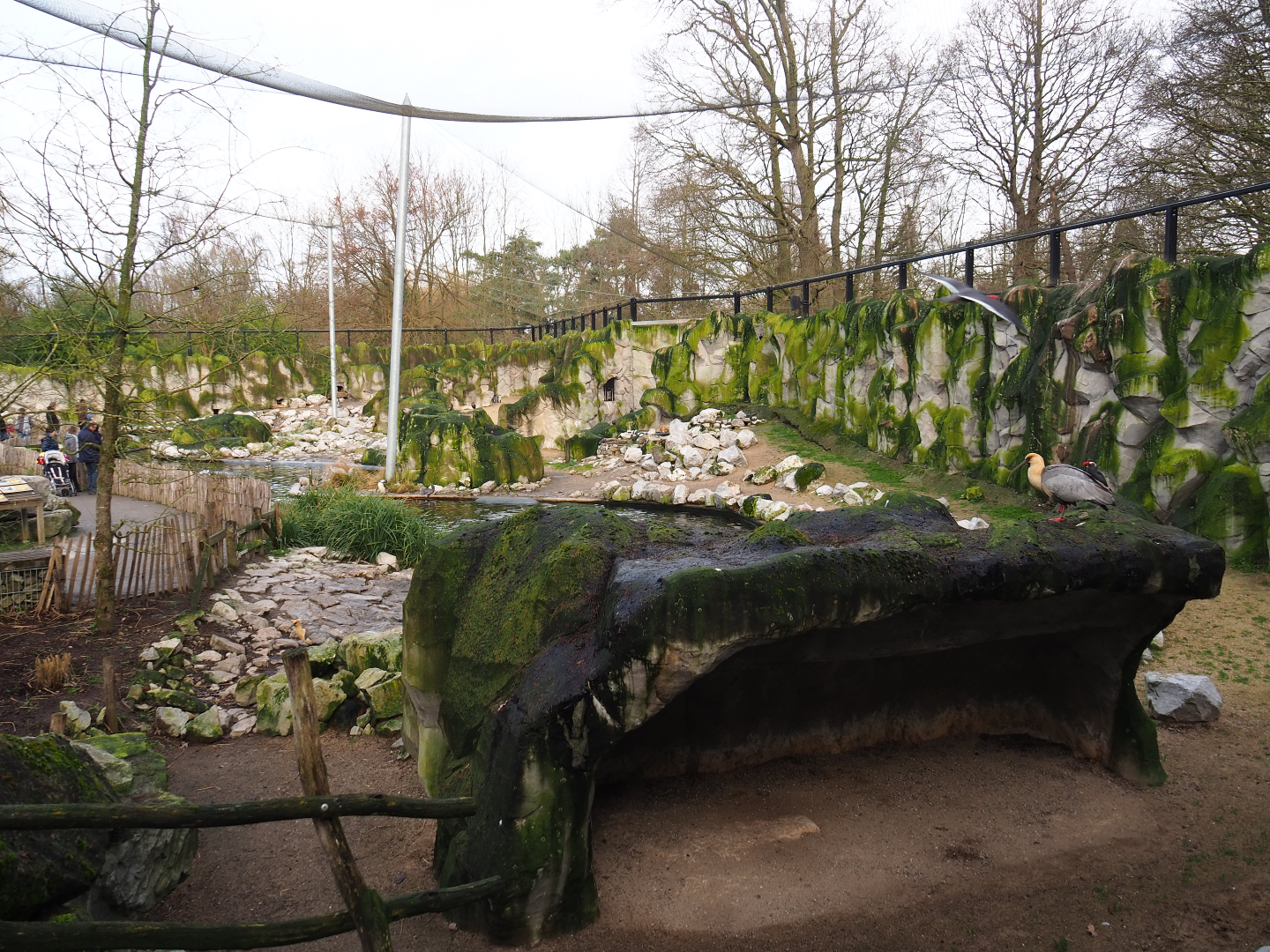Humboldt penguin exhibit in the Chilean aviary, 2020-01-11