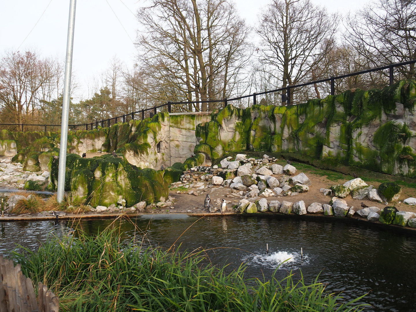 Humboldt penguin exhibit in the Chilean aviary, 2020-01-11