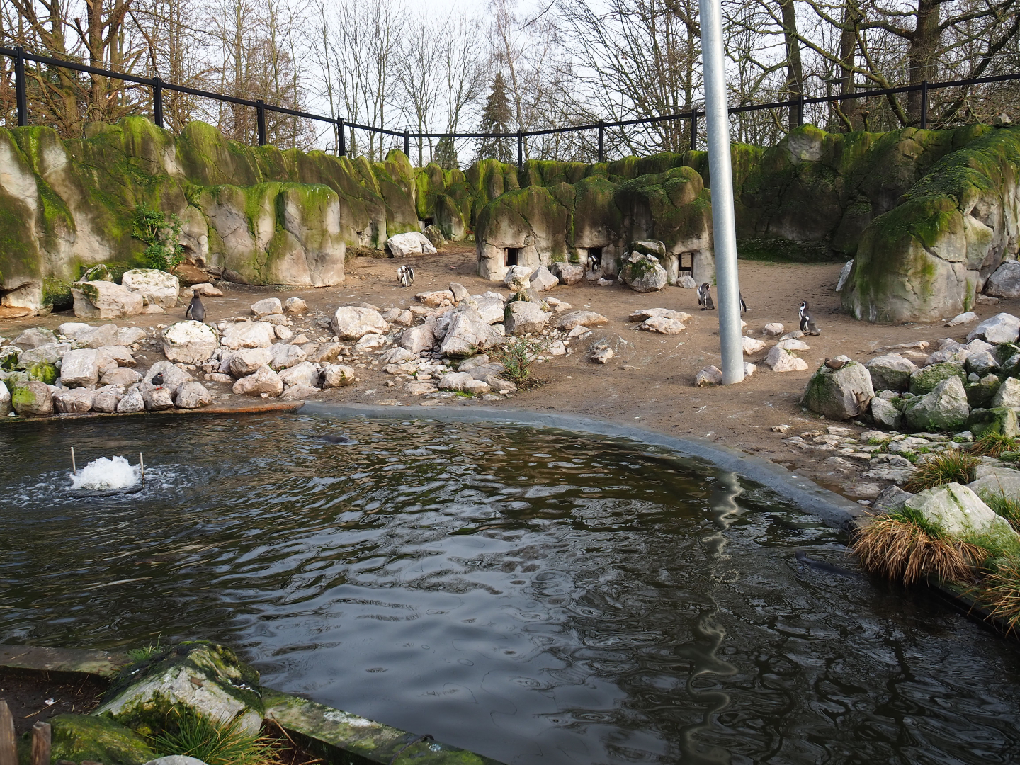 Humboldt penguin exhibit in the Chilean aviary, 2020-01-11
