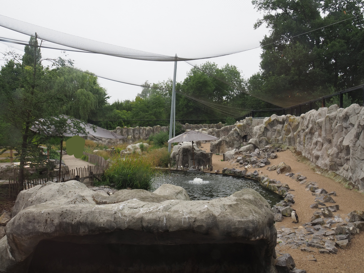 Humboldt penguin exhibit in the South American aviary, 2020-07-14