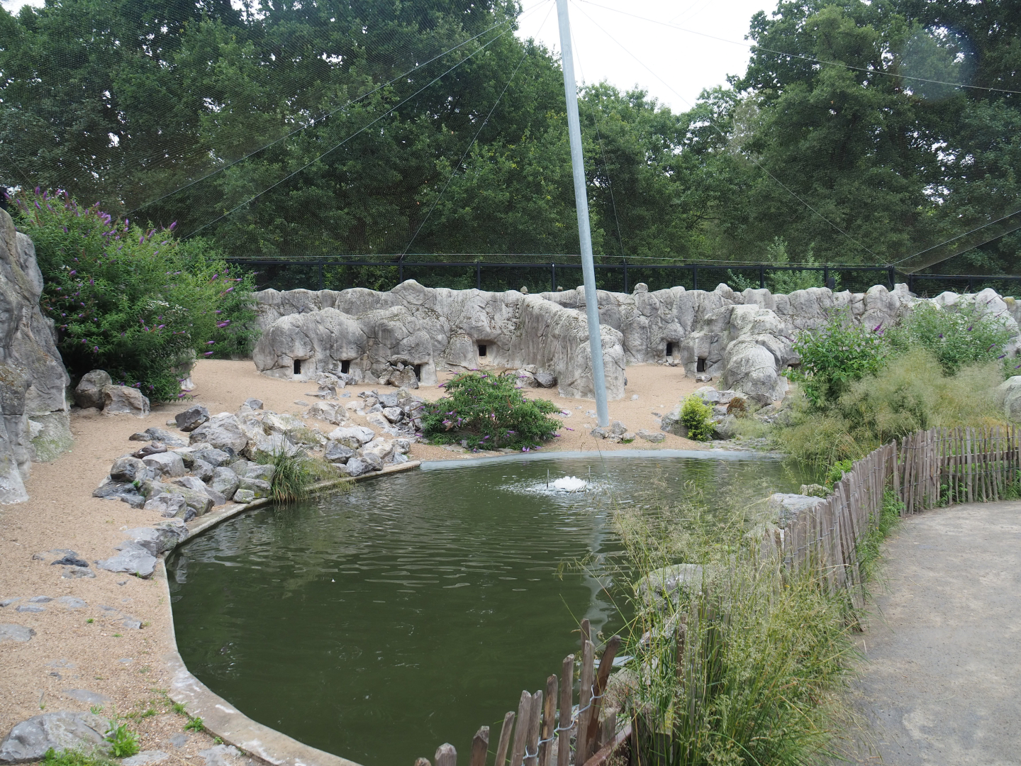 Humboldt penguin exhibit in the South American aviary, 2020-07-14