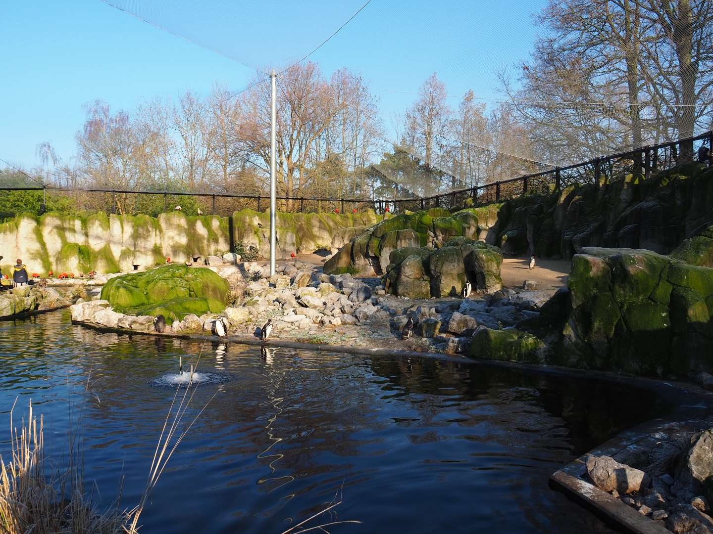 Humboldt penguin exhibit (Jan 20th, 2019)
