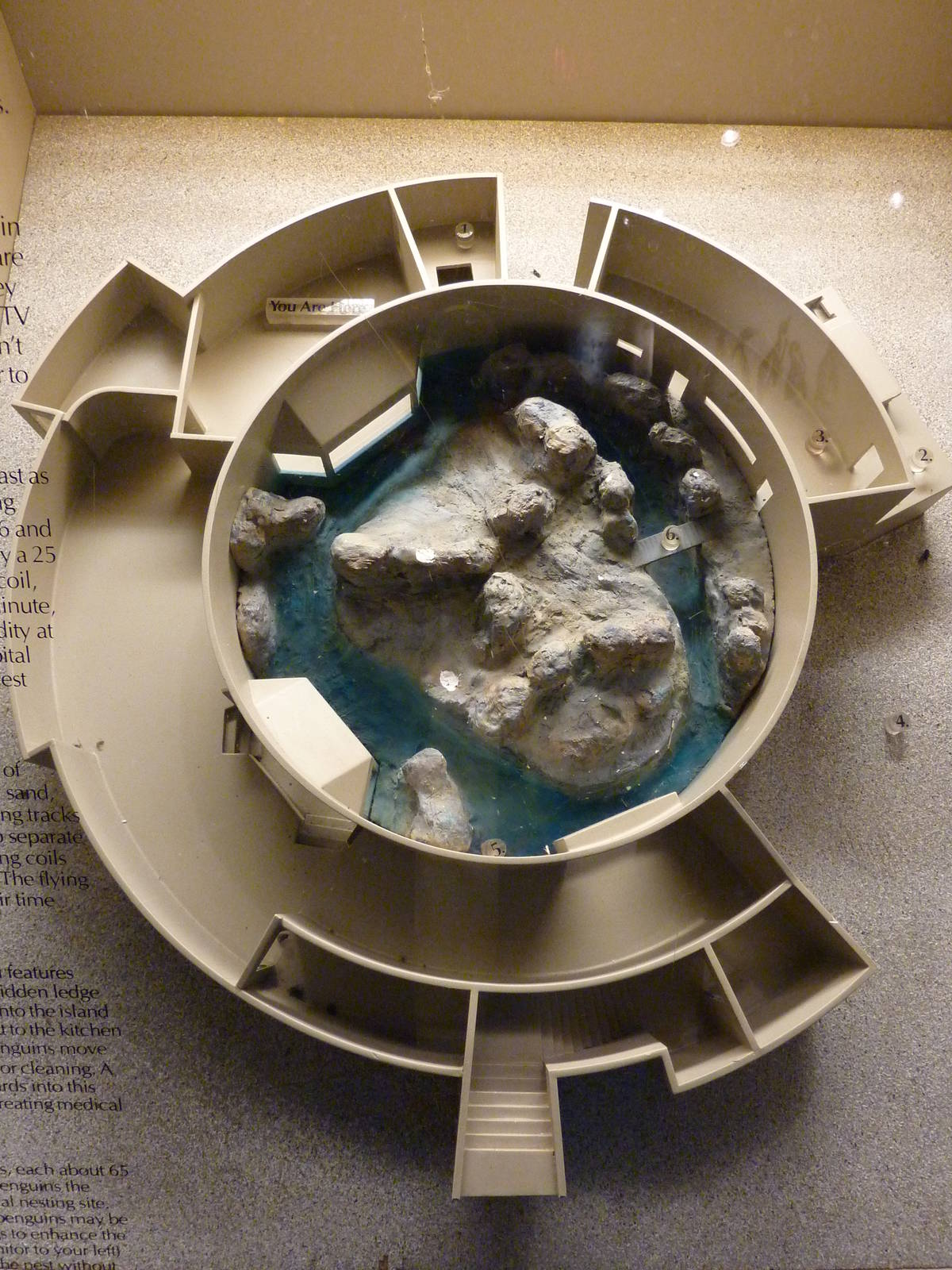 Humboldt Penguin Exhibit - Model