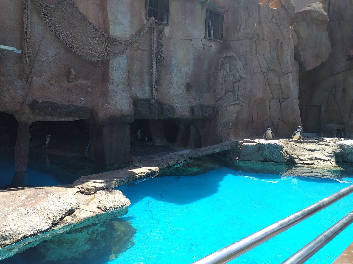 Humboldt penguin exhibit -MundoMar Benidorm (2021)