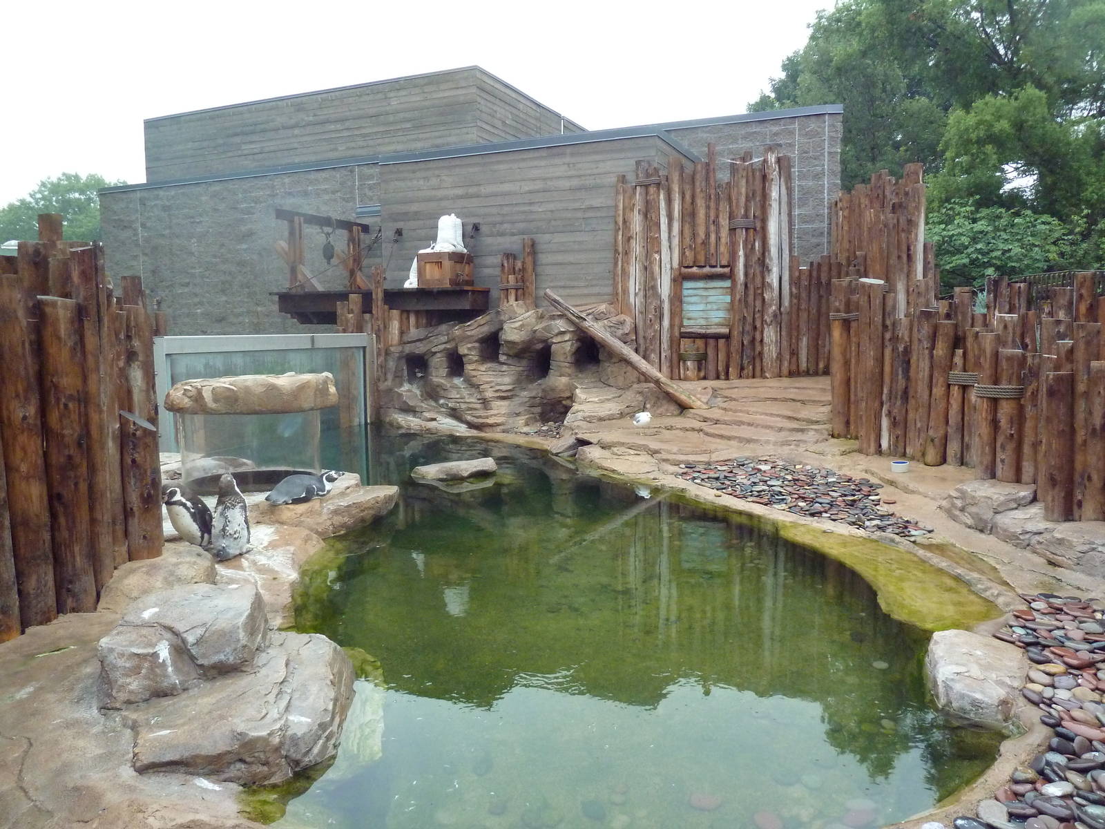 Humboldt Penguin Exhibit (New in 2013)