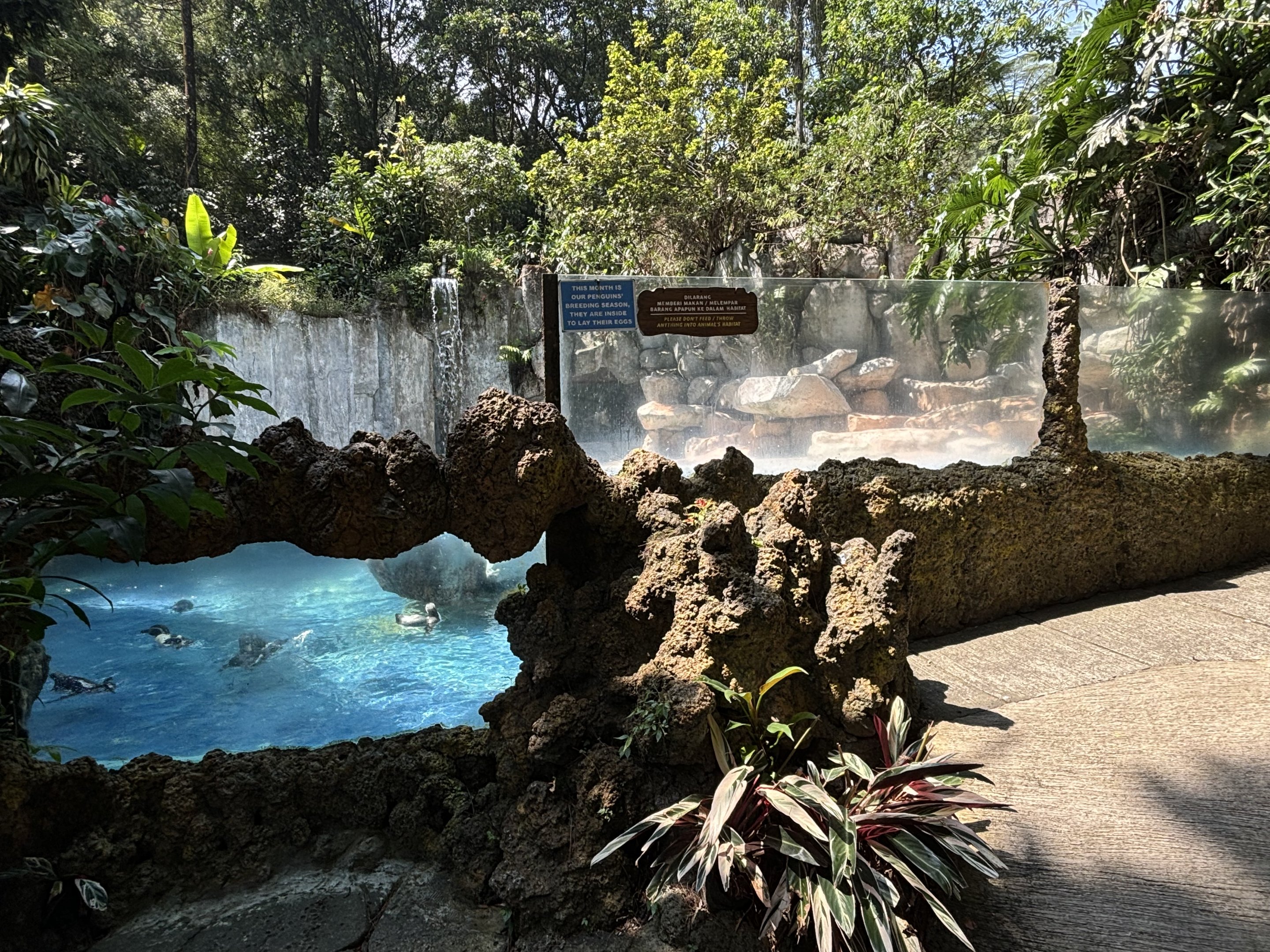 Humboldt Penguin Exhibit - old Polar Bear enclosure