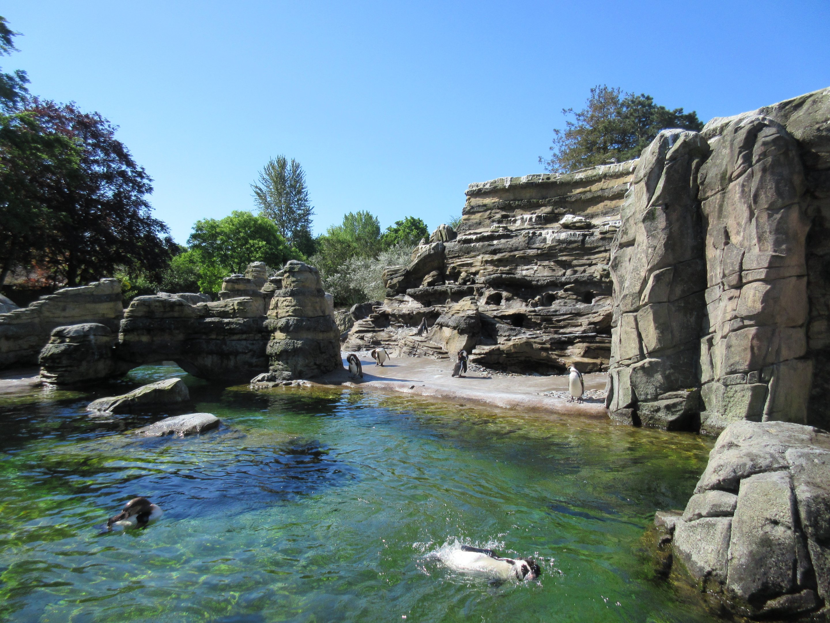 Humboldt Penguin Exhibit (only a small section of the large habitat)