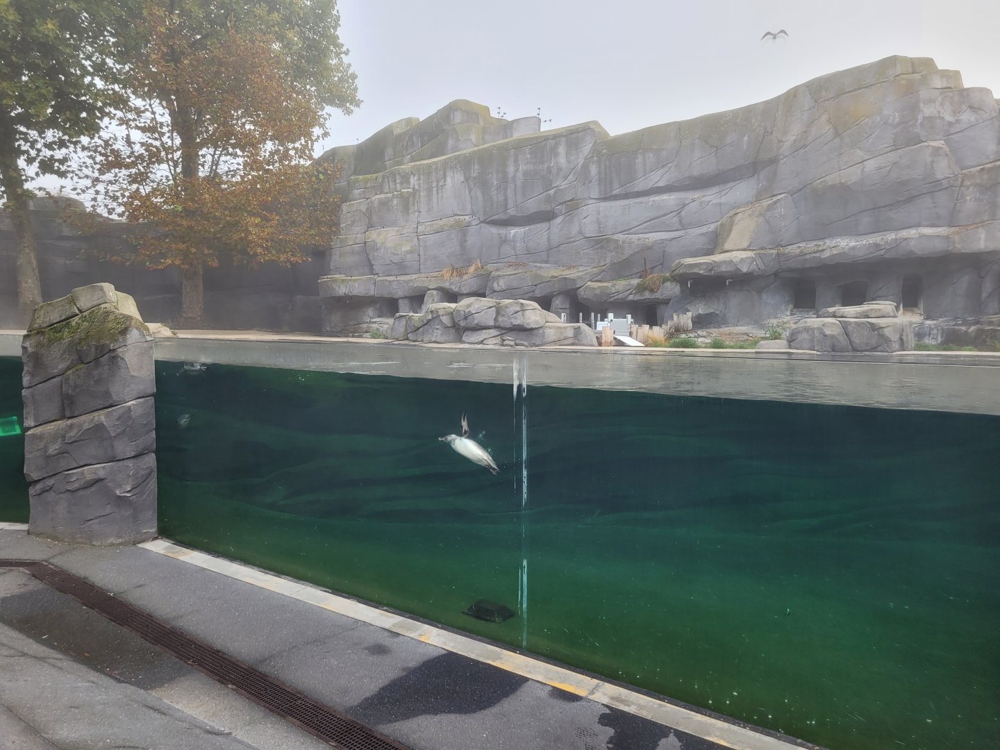 Humboldt penguin exhibit -Parc Zoologique de Paris (2022)
