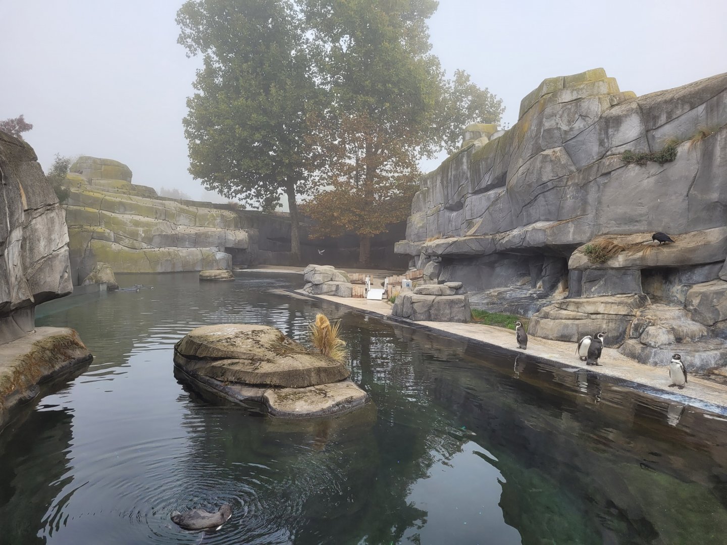 Humboldt penguin exhibit -Parc Zoologique de Paris (2022)