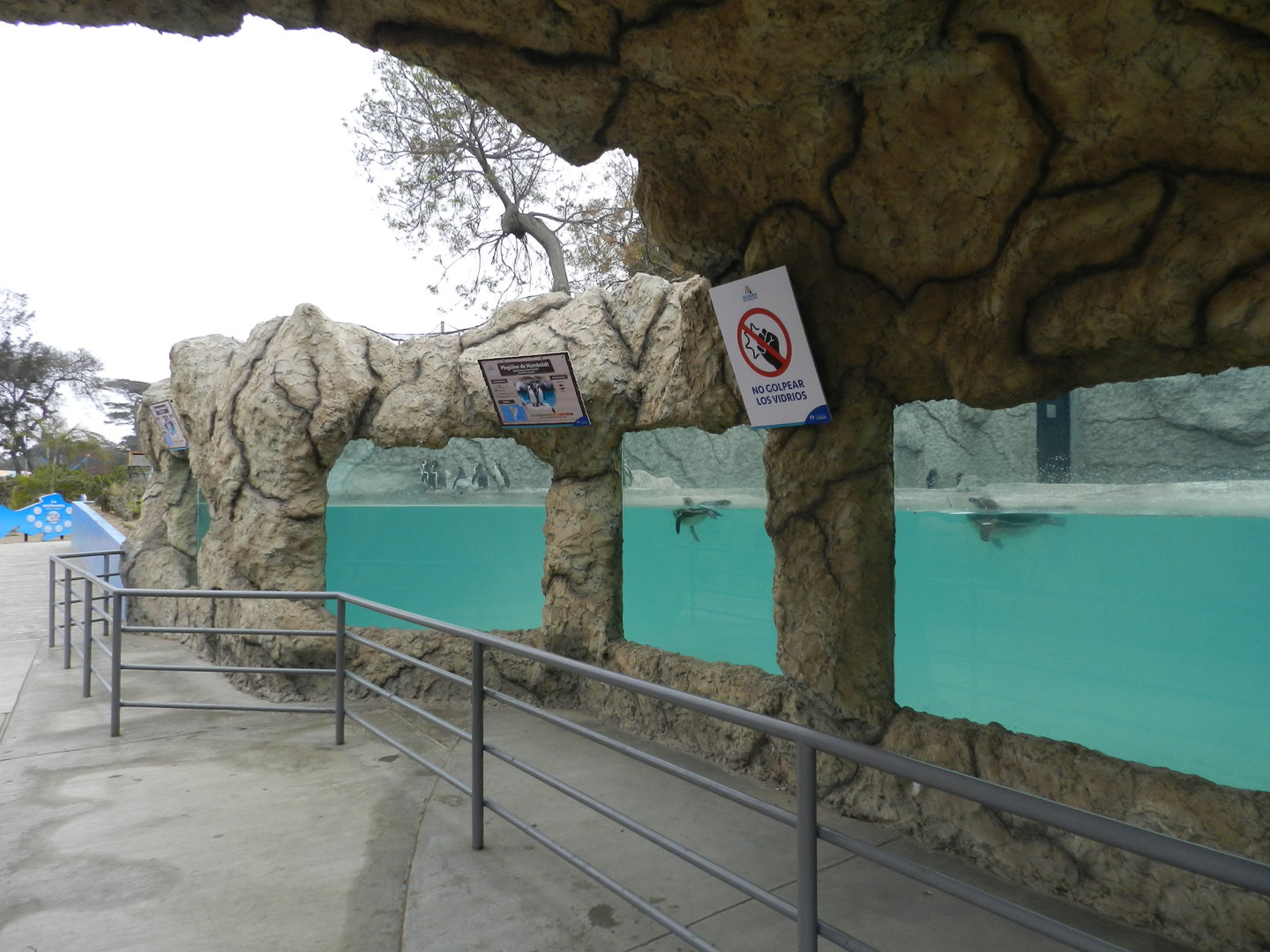 Humboldt penguin exhibit - Parque de Las Leyendas